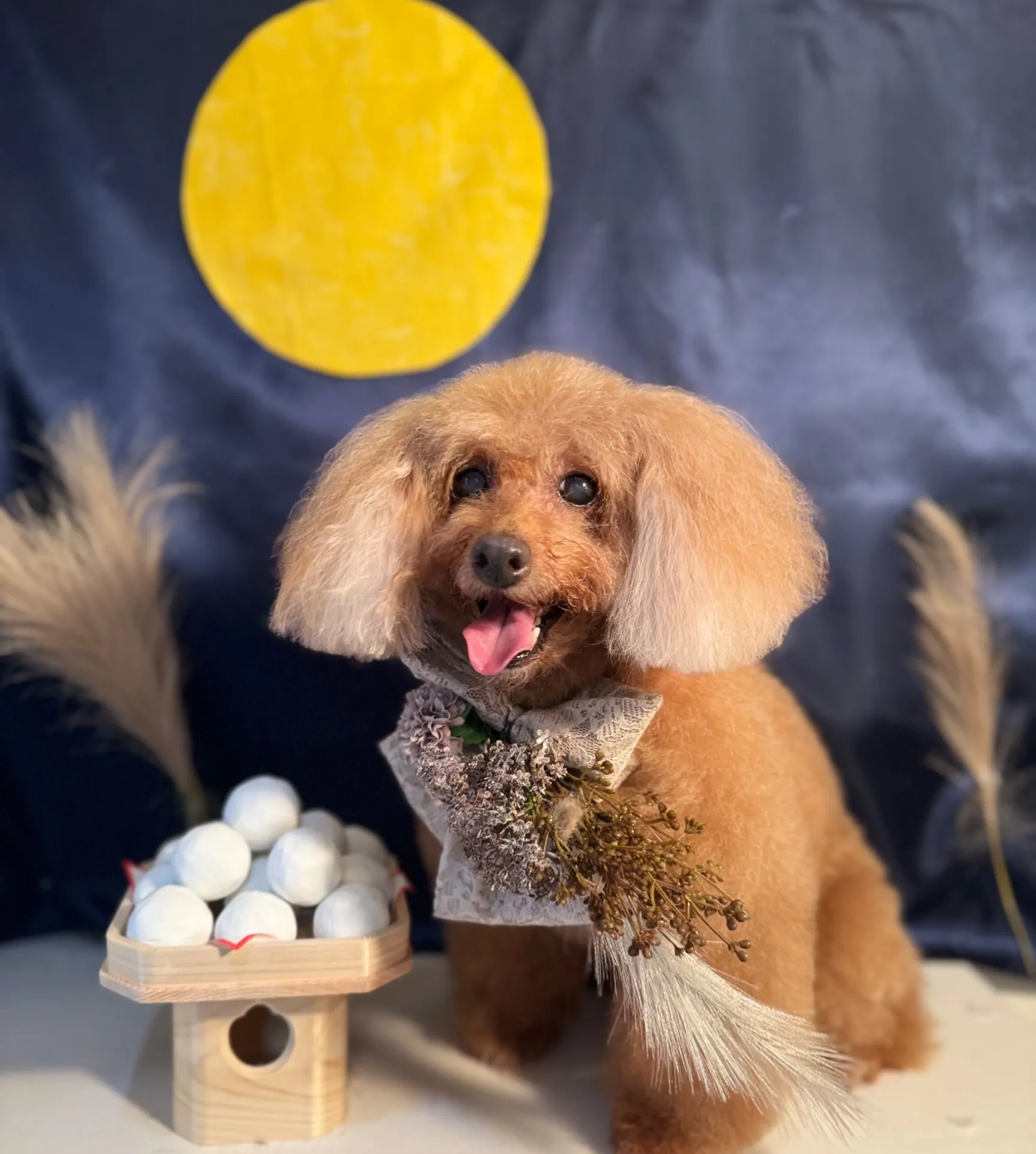 クッキーちゃん