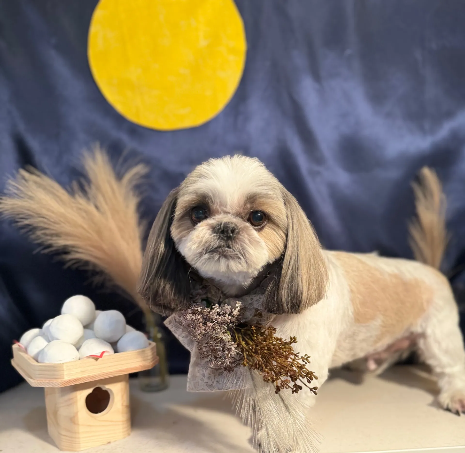 モモタロウくん