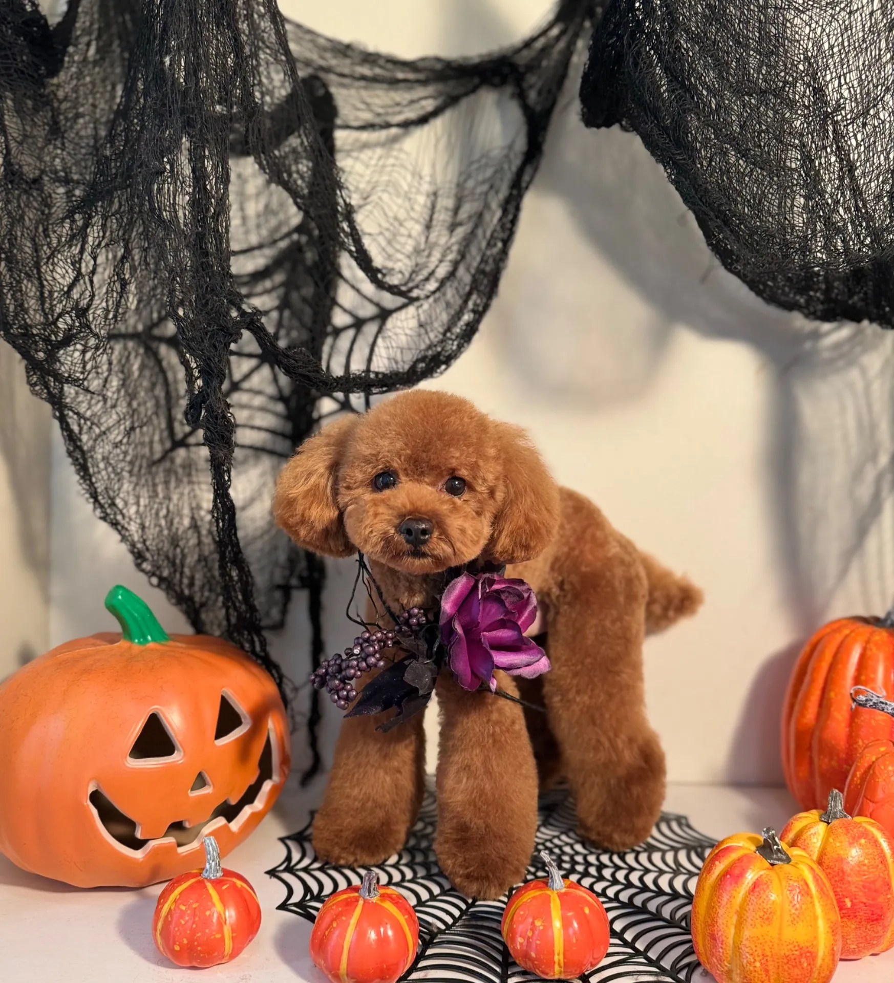 チャチャマルくん