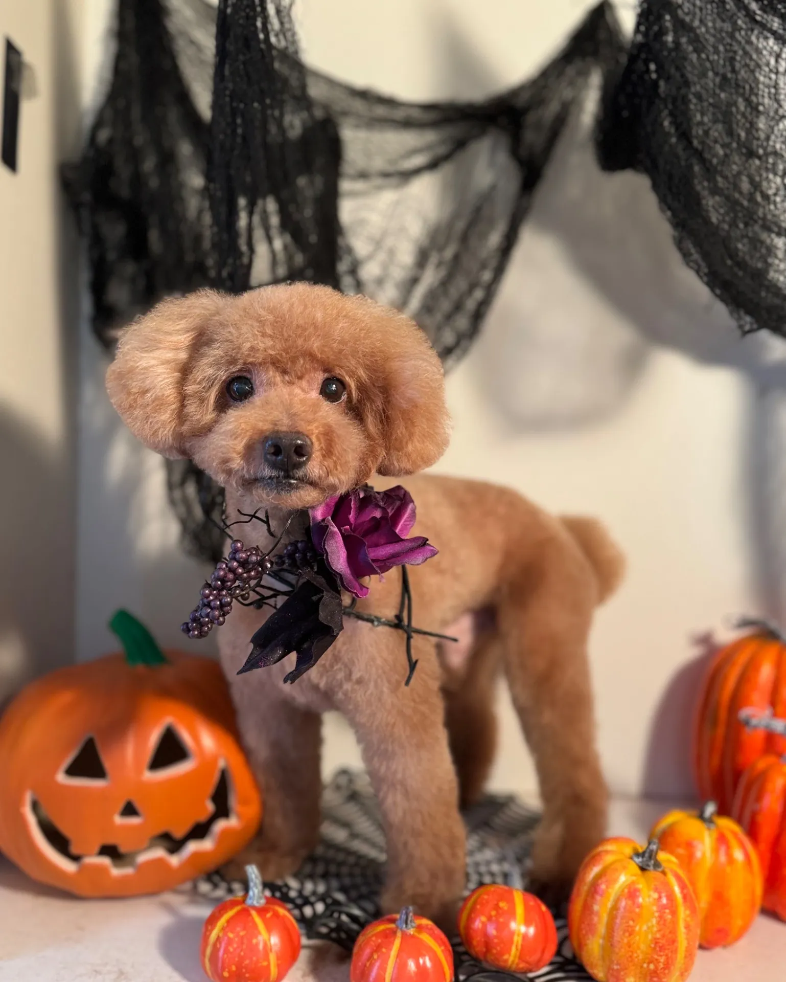 クッキーちゃん