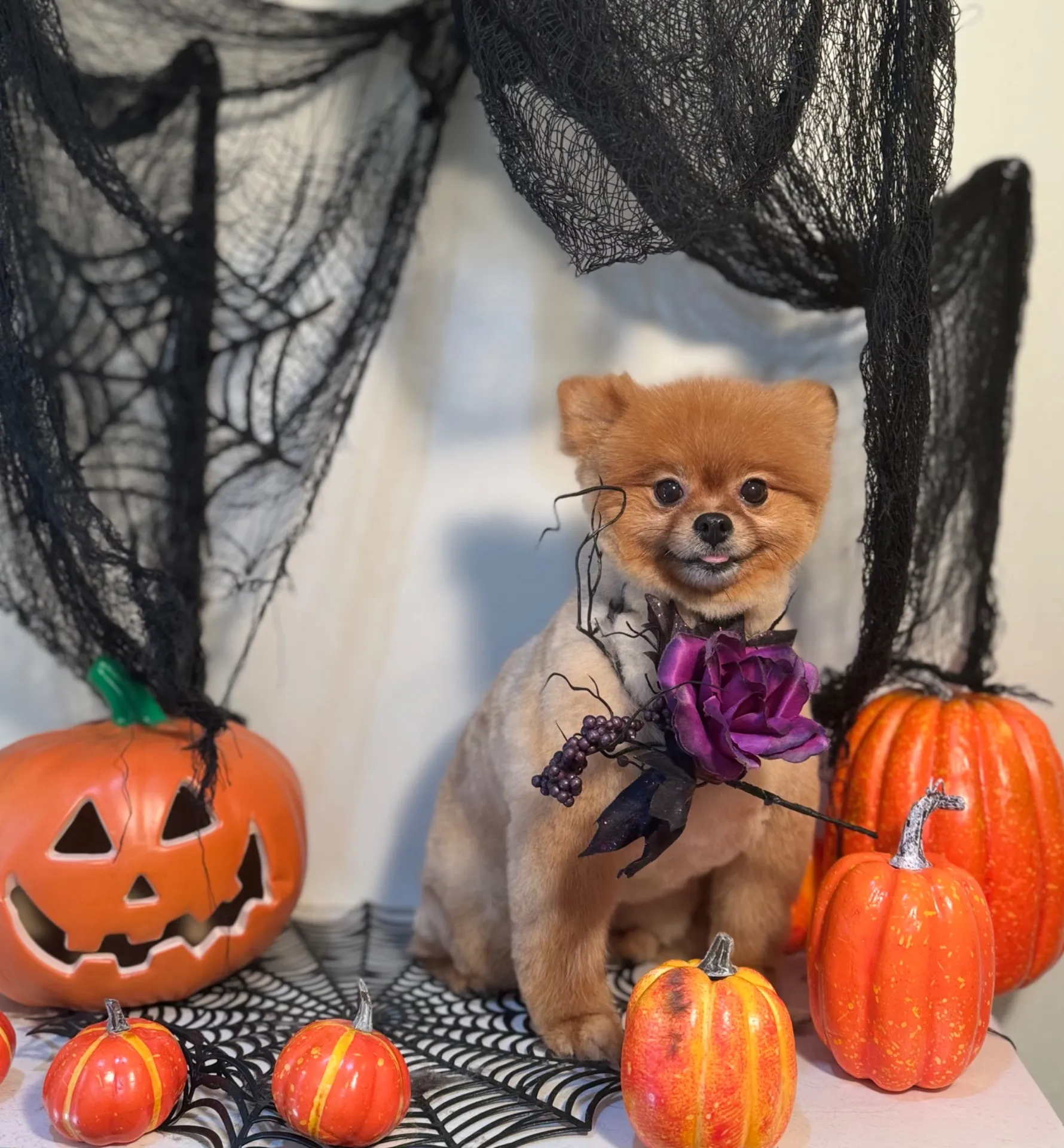 ショコラちゃん