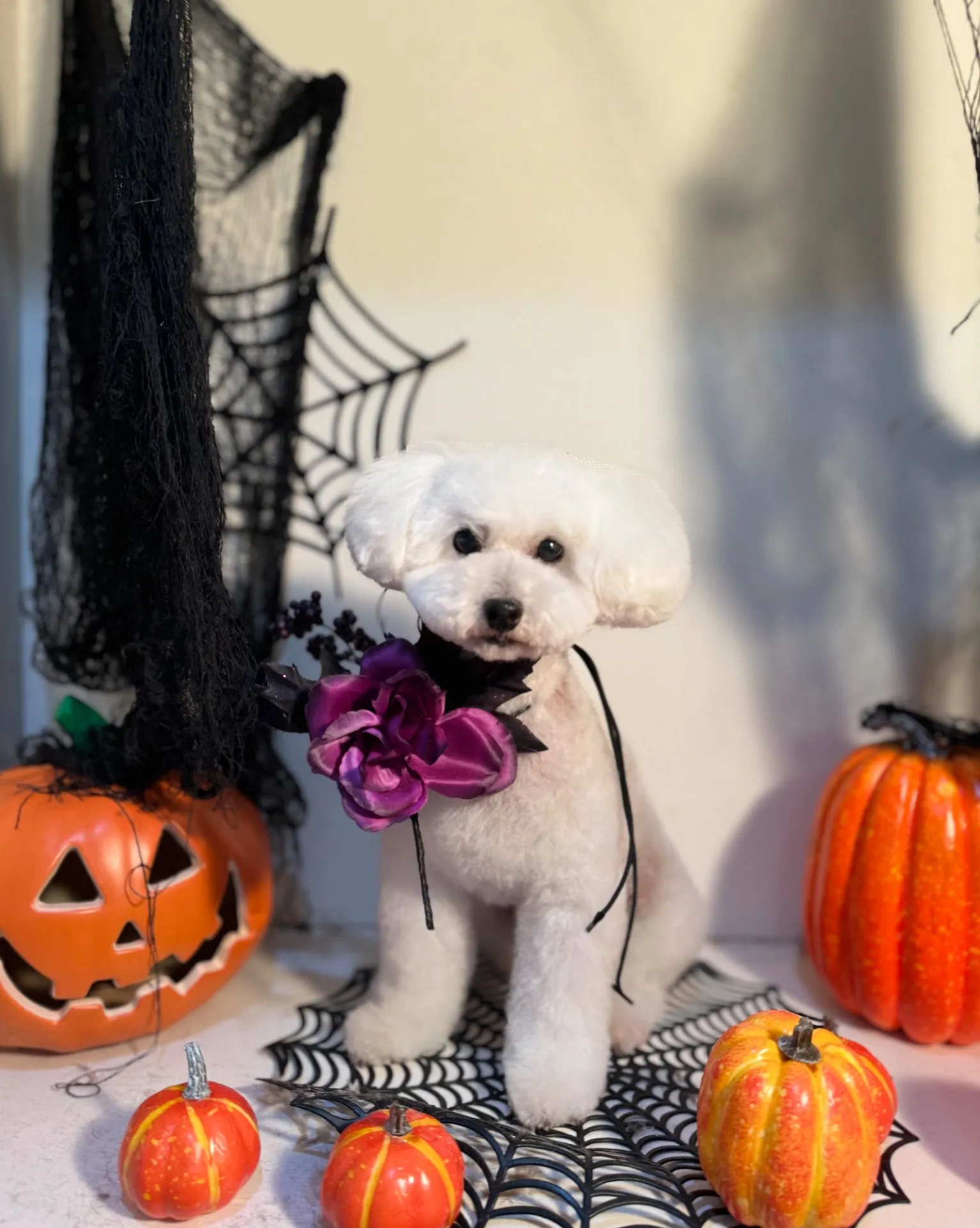 コットンちゃん