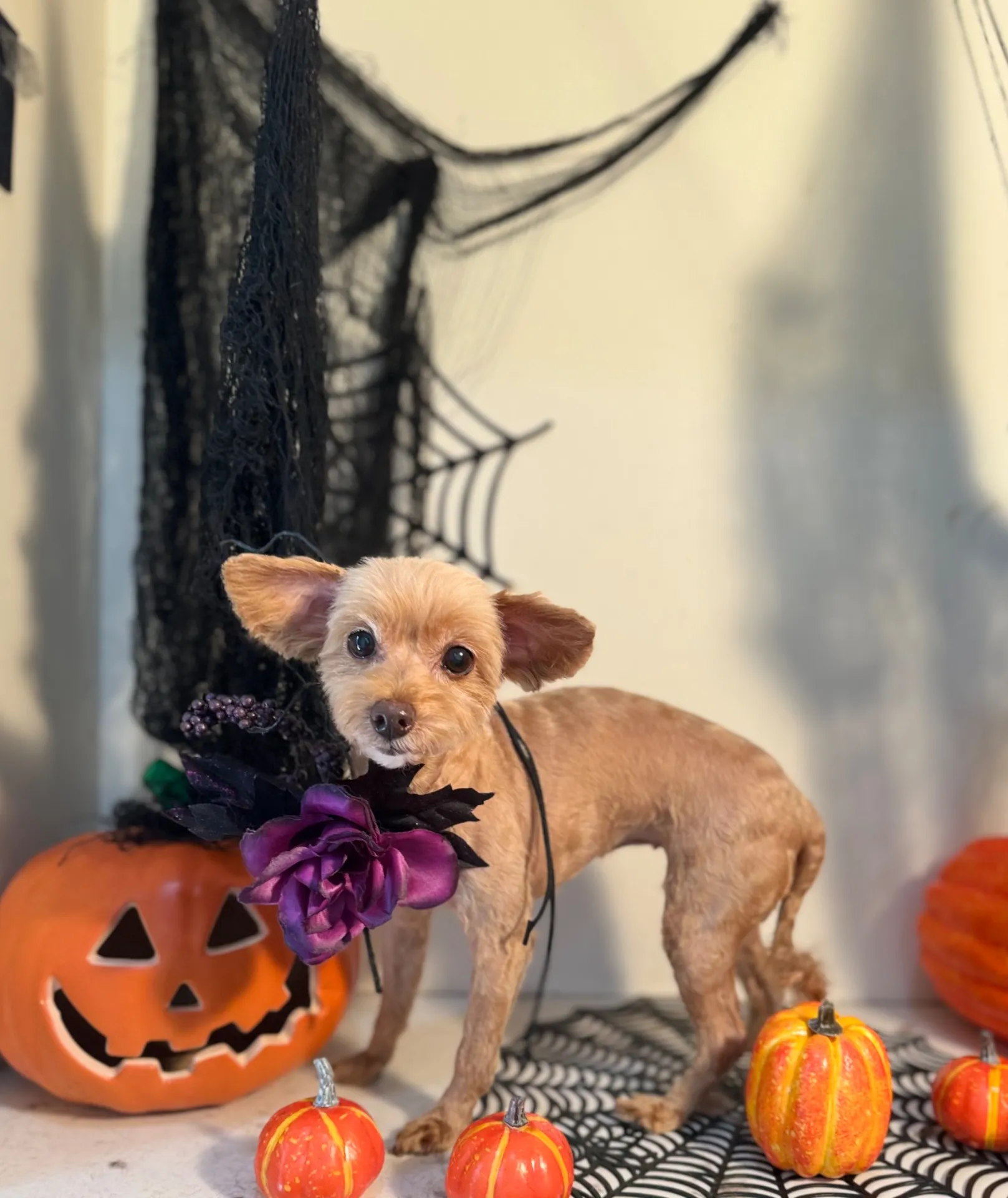 ティアラちゃん