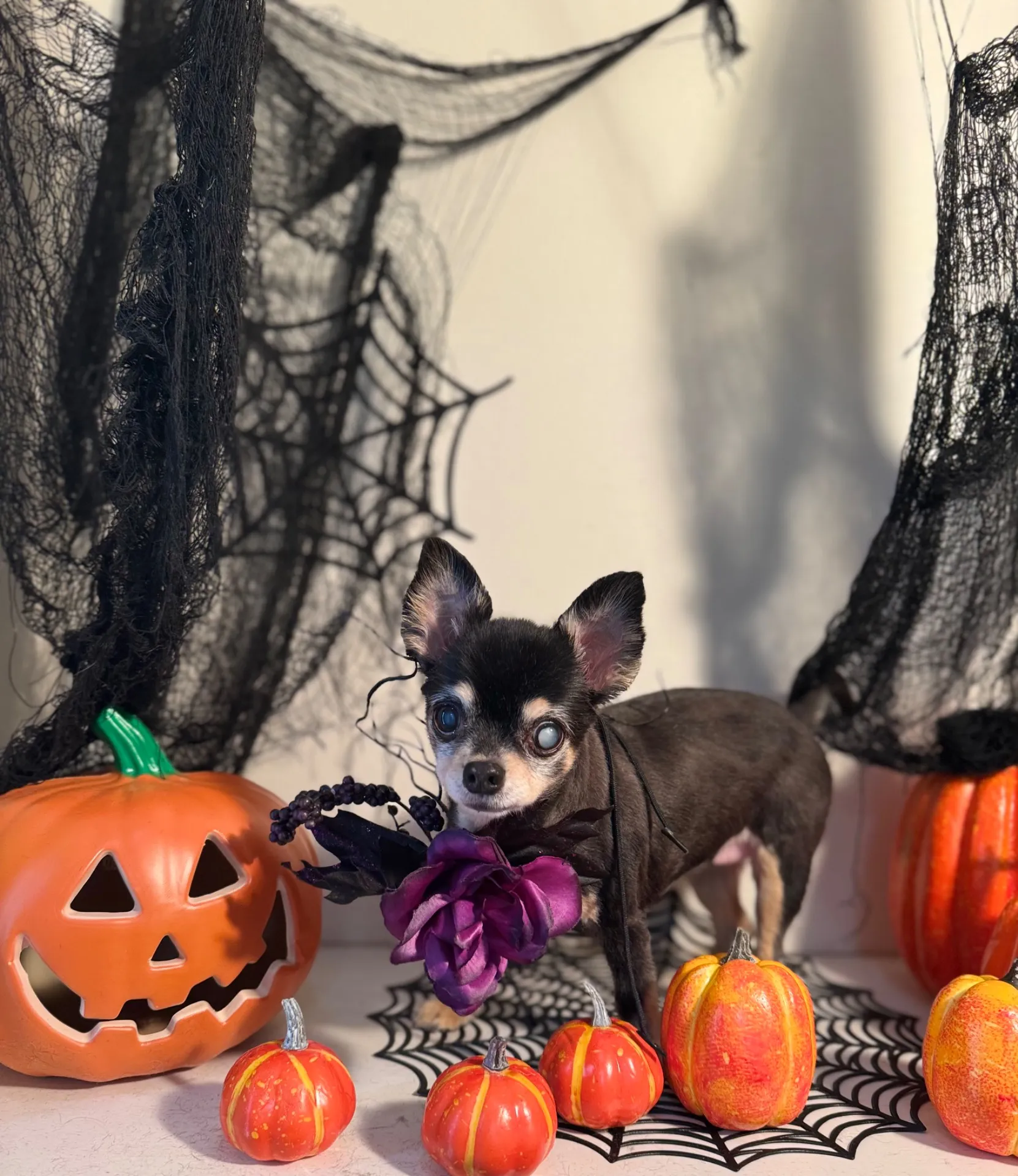 ティアラちゃん