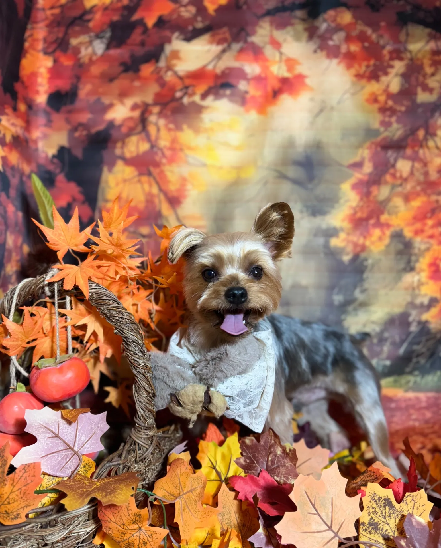 クンタロウくん