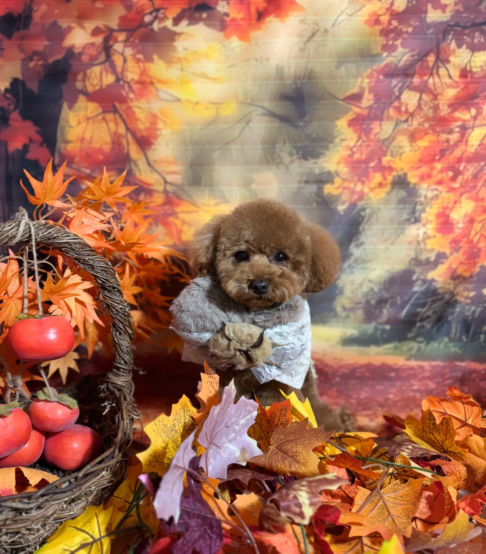 チャチャマルくん