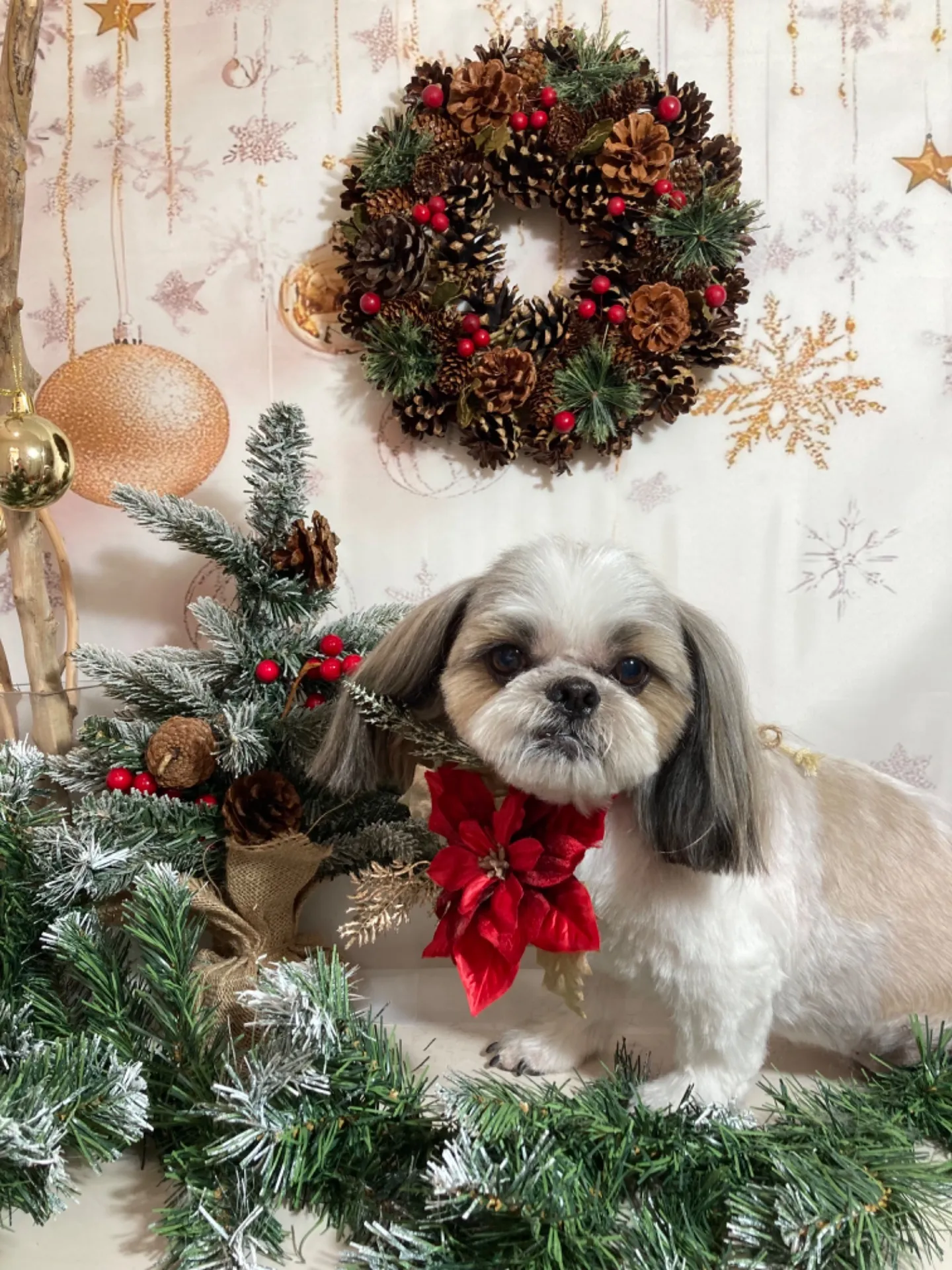 モモタロウくん