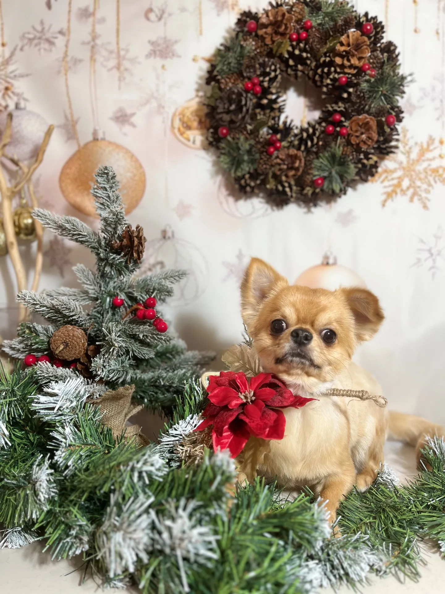 ウシワカマルくん