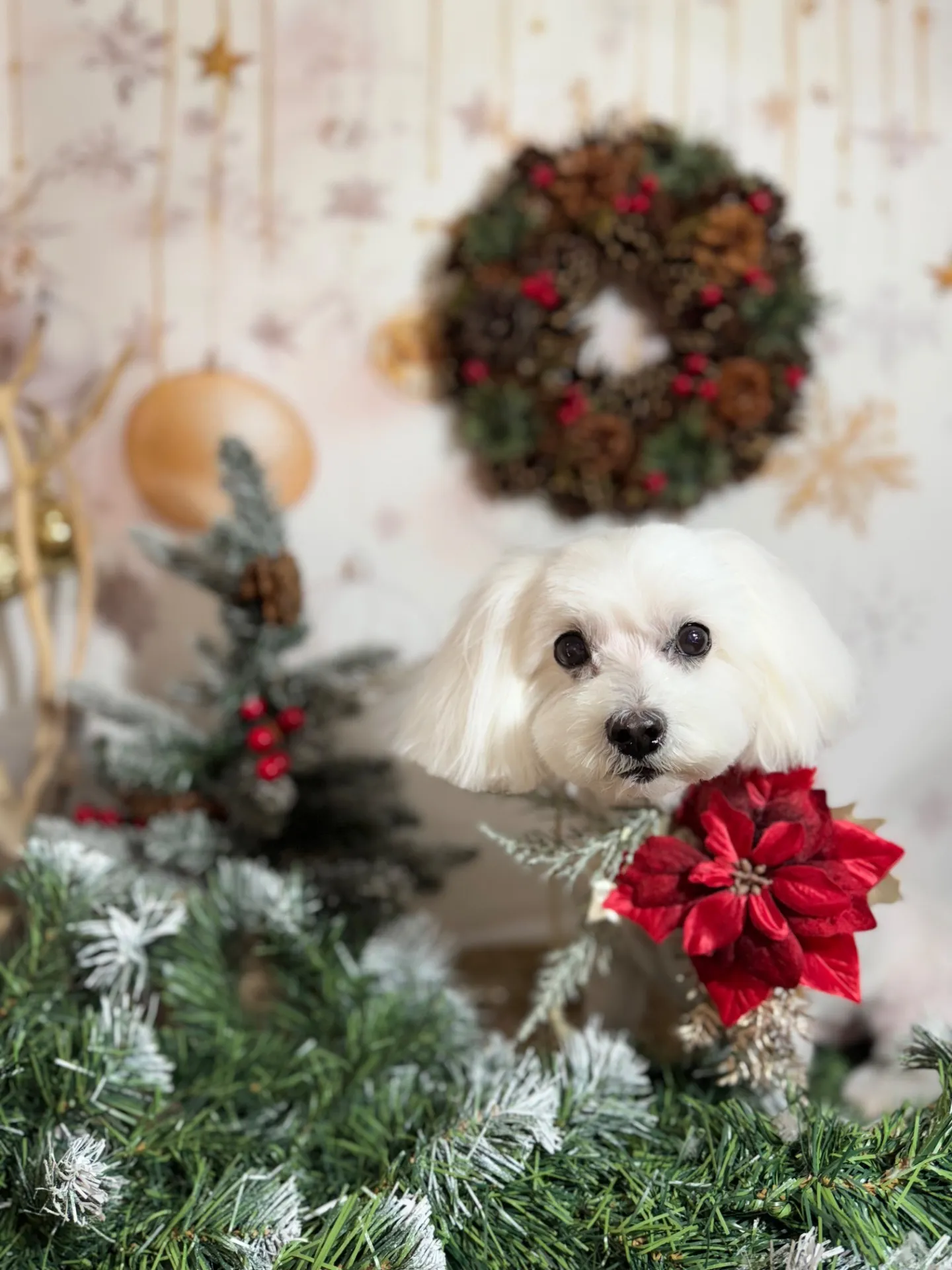 ティファニーちゃん