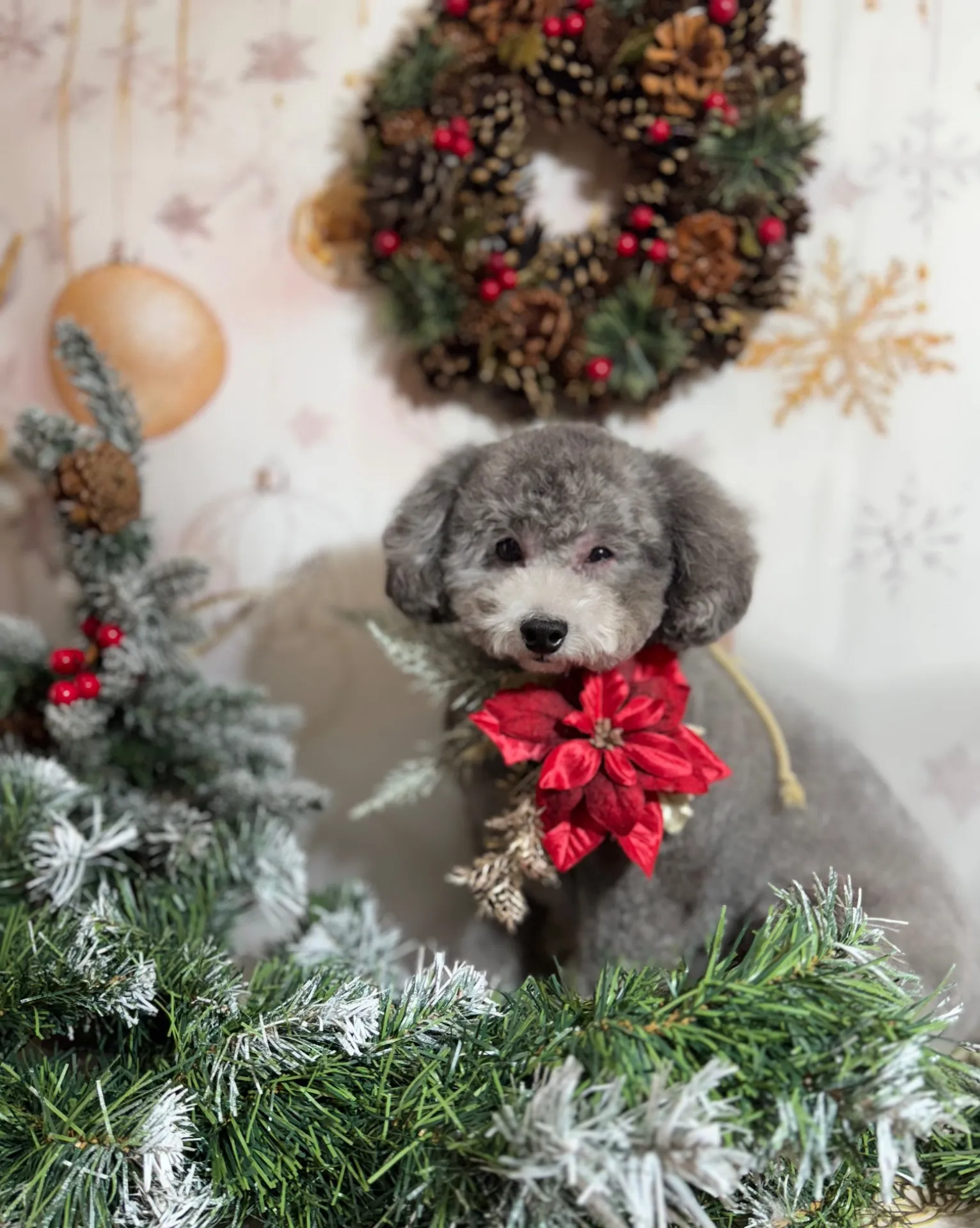 ギンナンちゃん