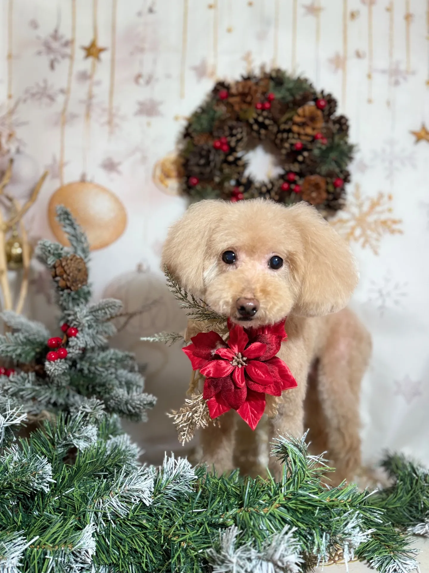 ティアラちゃん