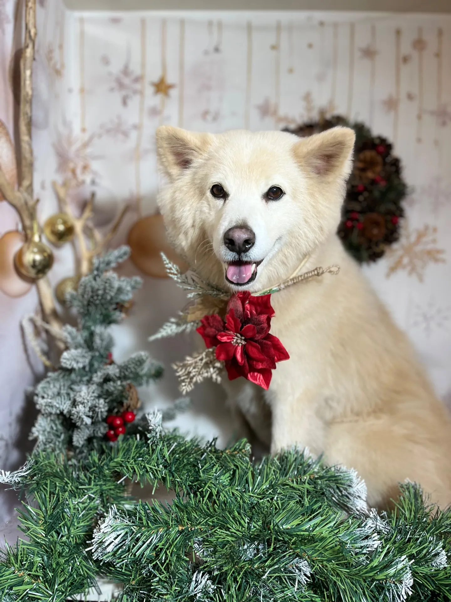 クリームちゃん