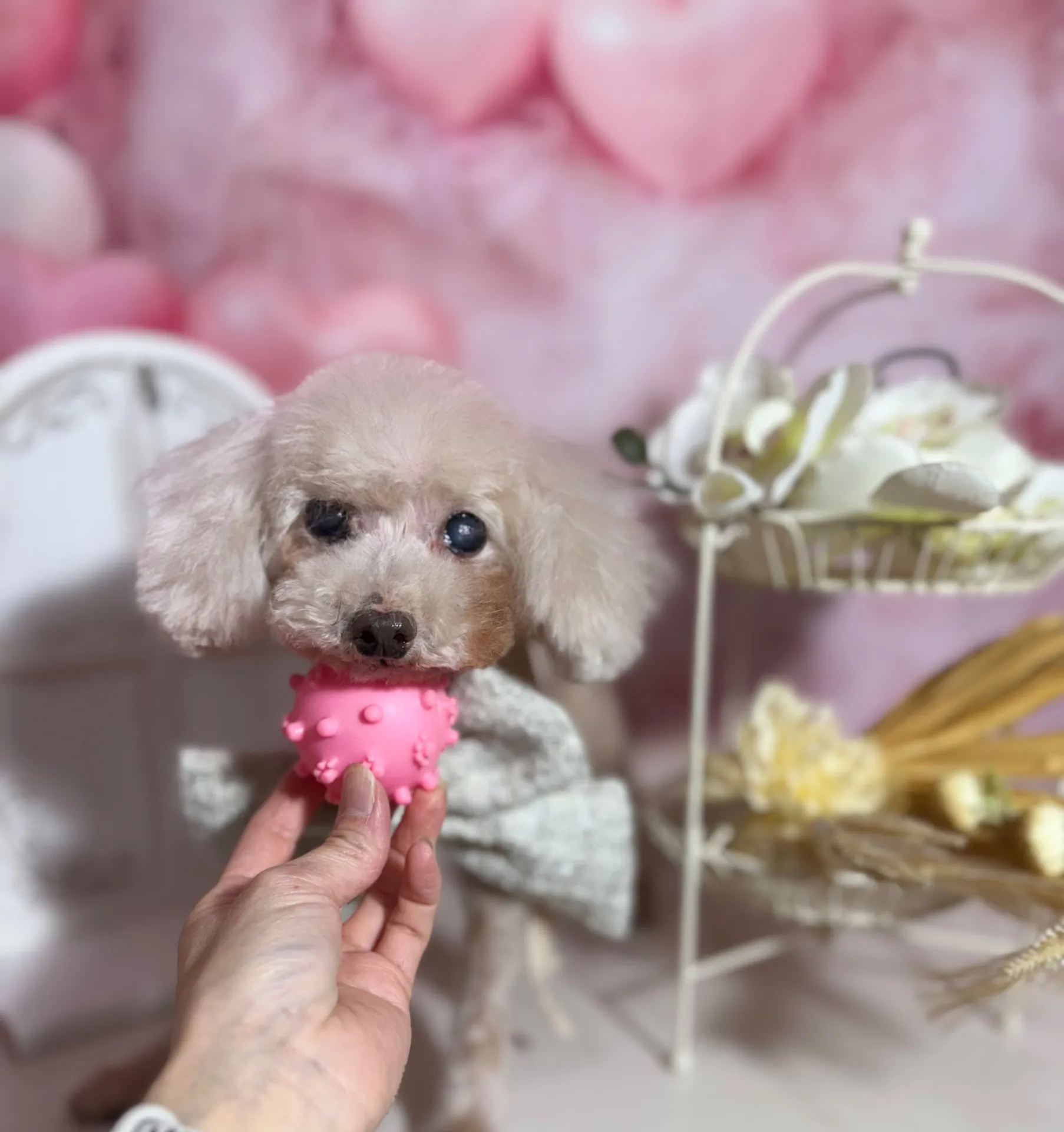 シェリーちゃん