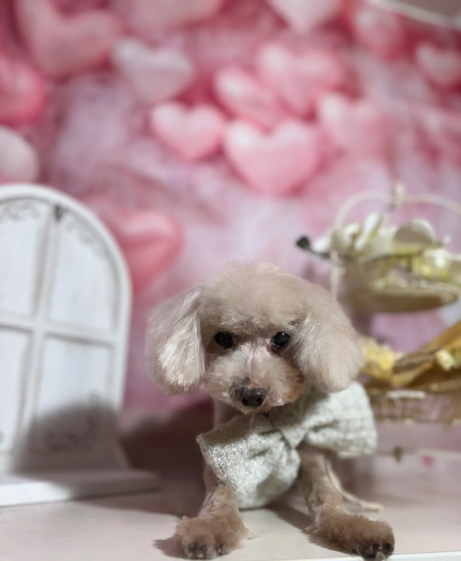 シェリーちゃん