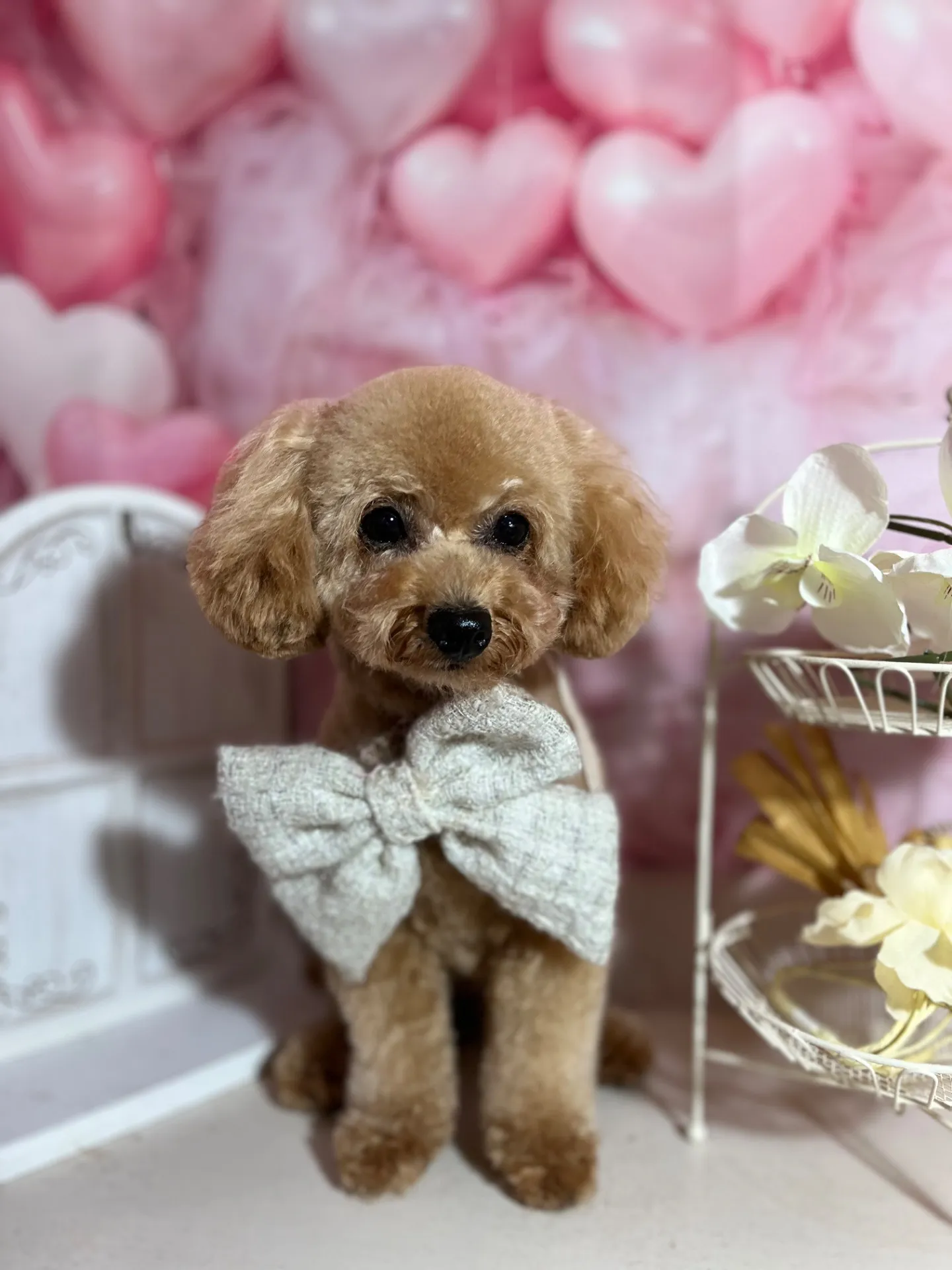 アンディちゃん