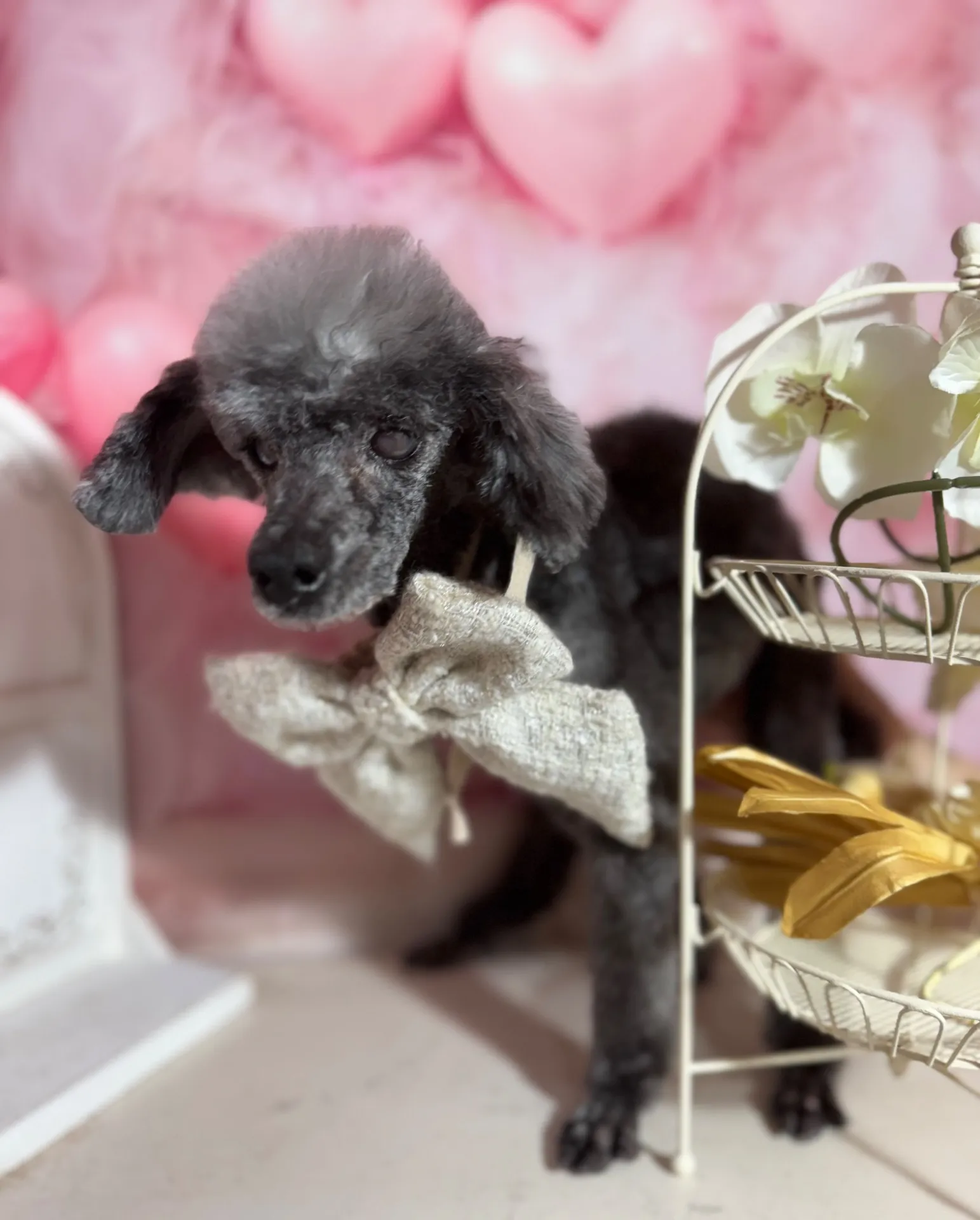 ツブアンちゃん