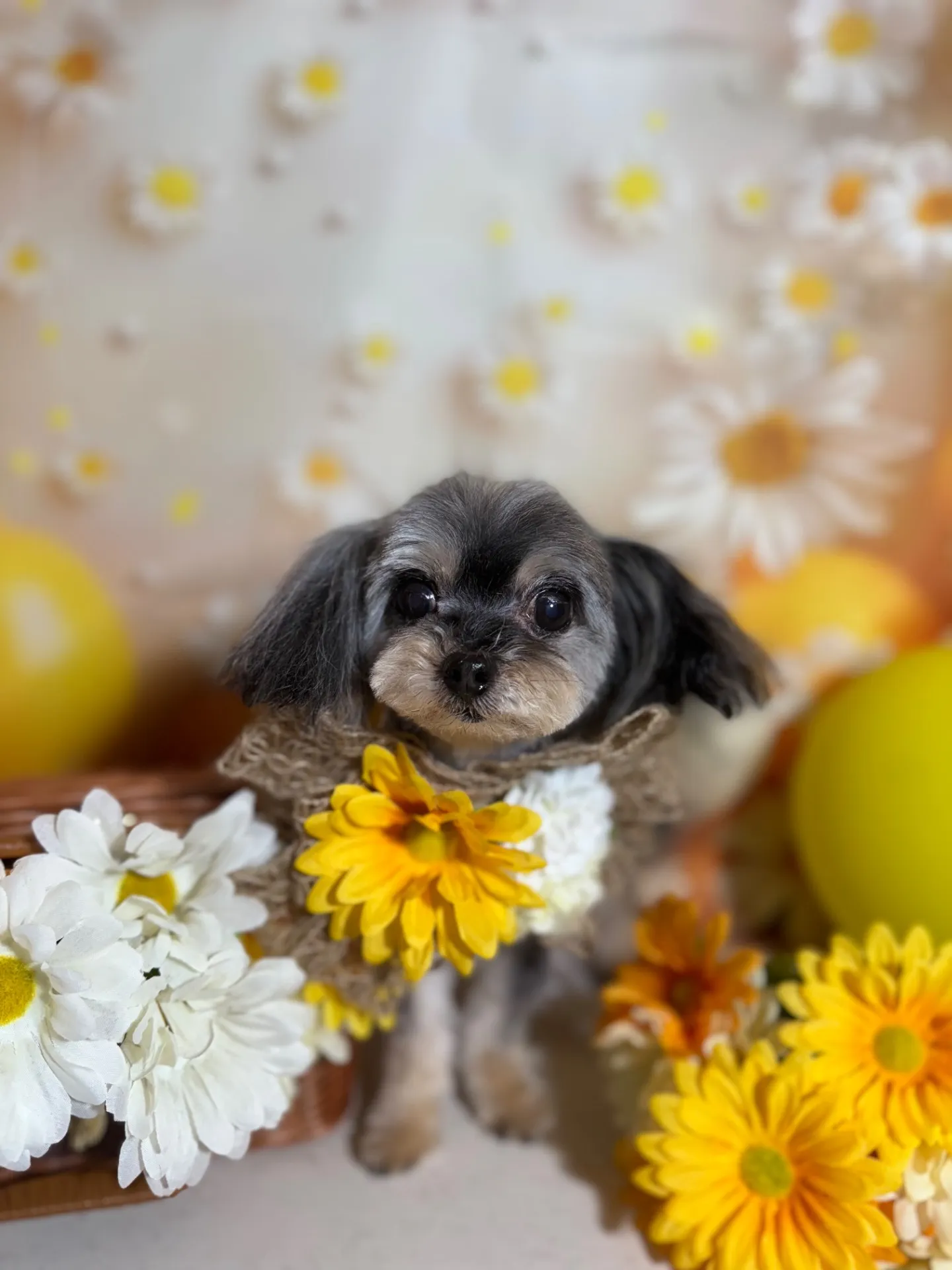 ショコラちゃん