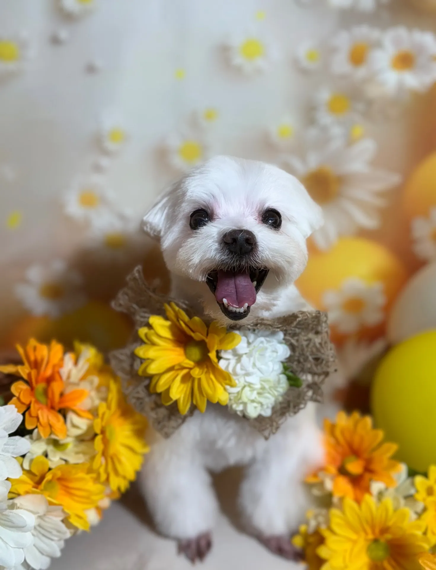 シェリーちゃん