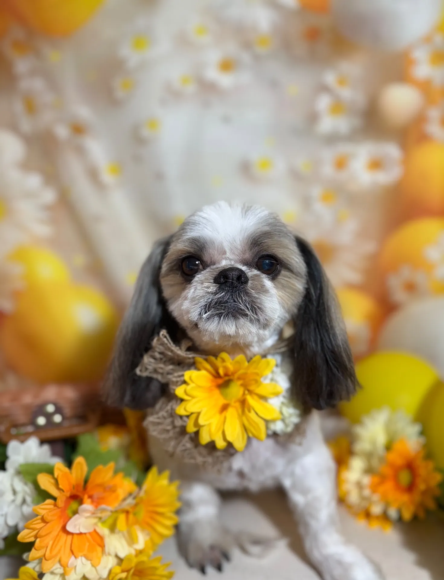 モモタロウくん