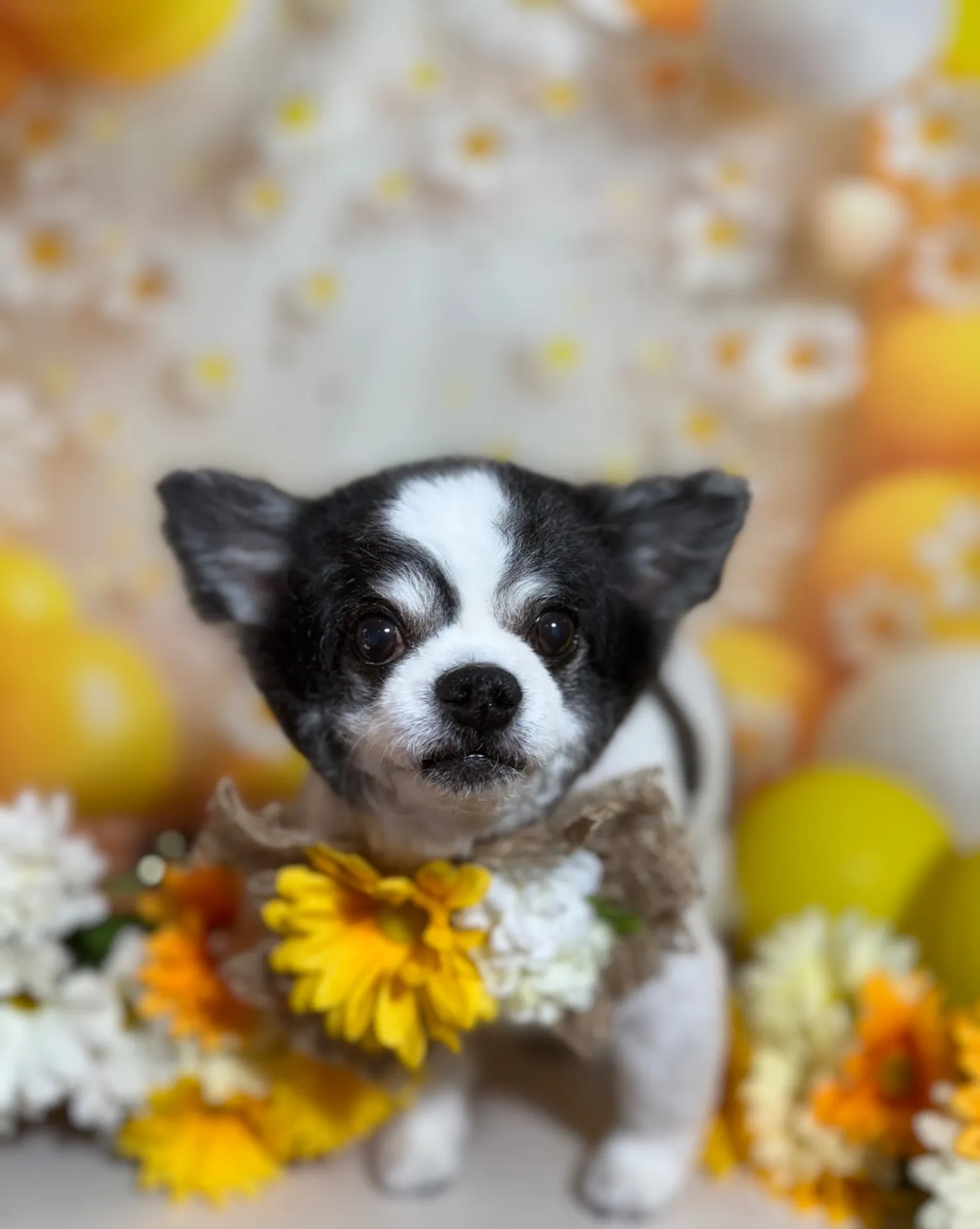 モコタロウくん