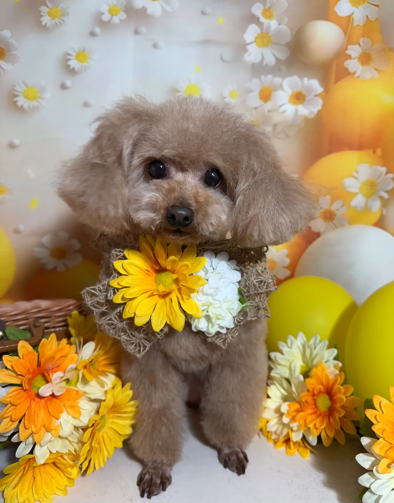 アンジュちゃん