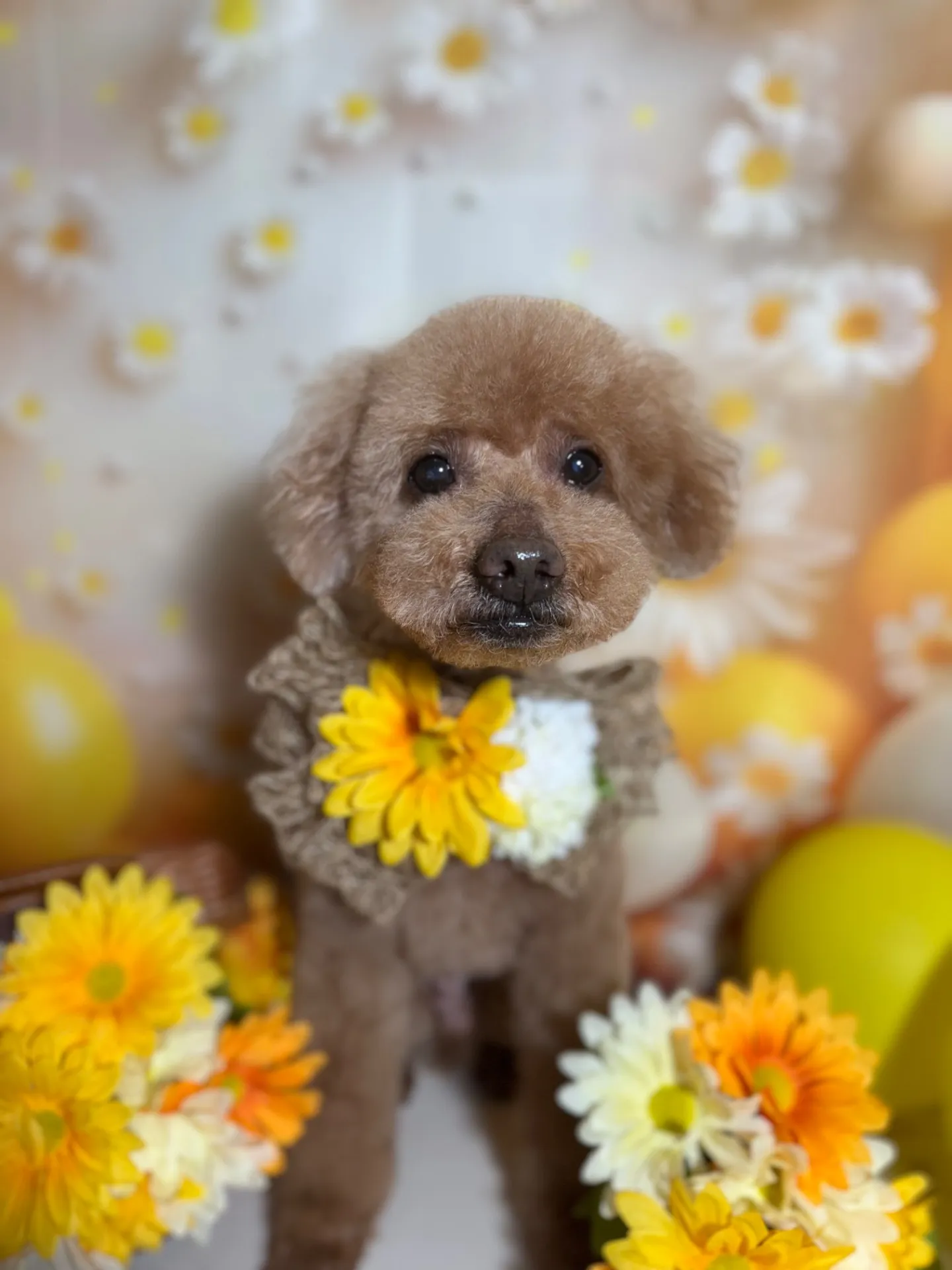 クッキーちゃん