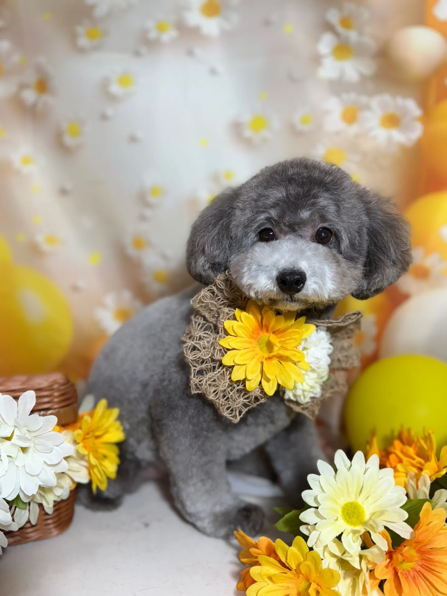 ギンナンちゃん