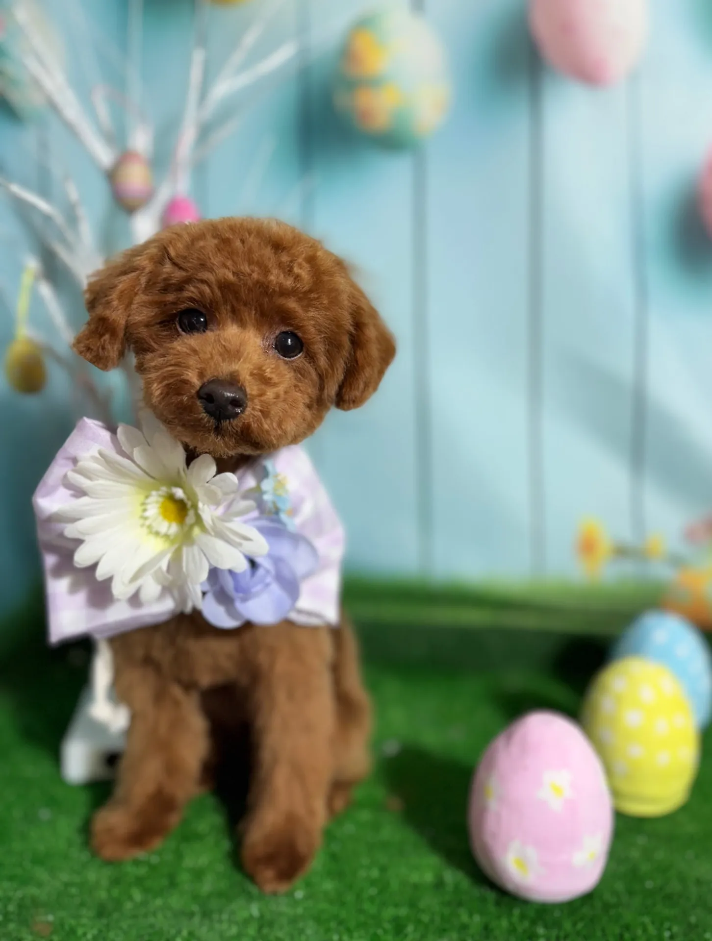 ハイビスカスちゃん