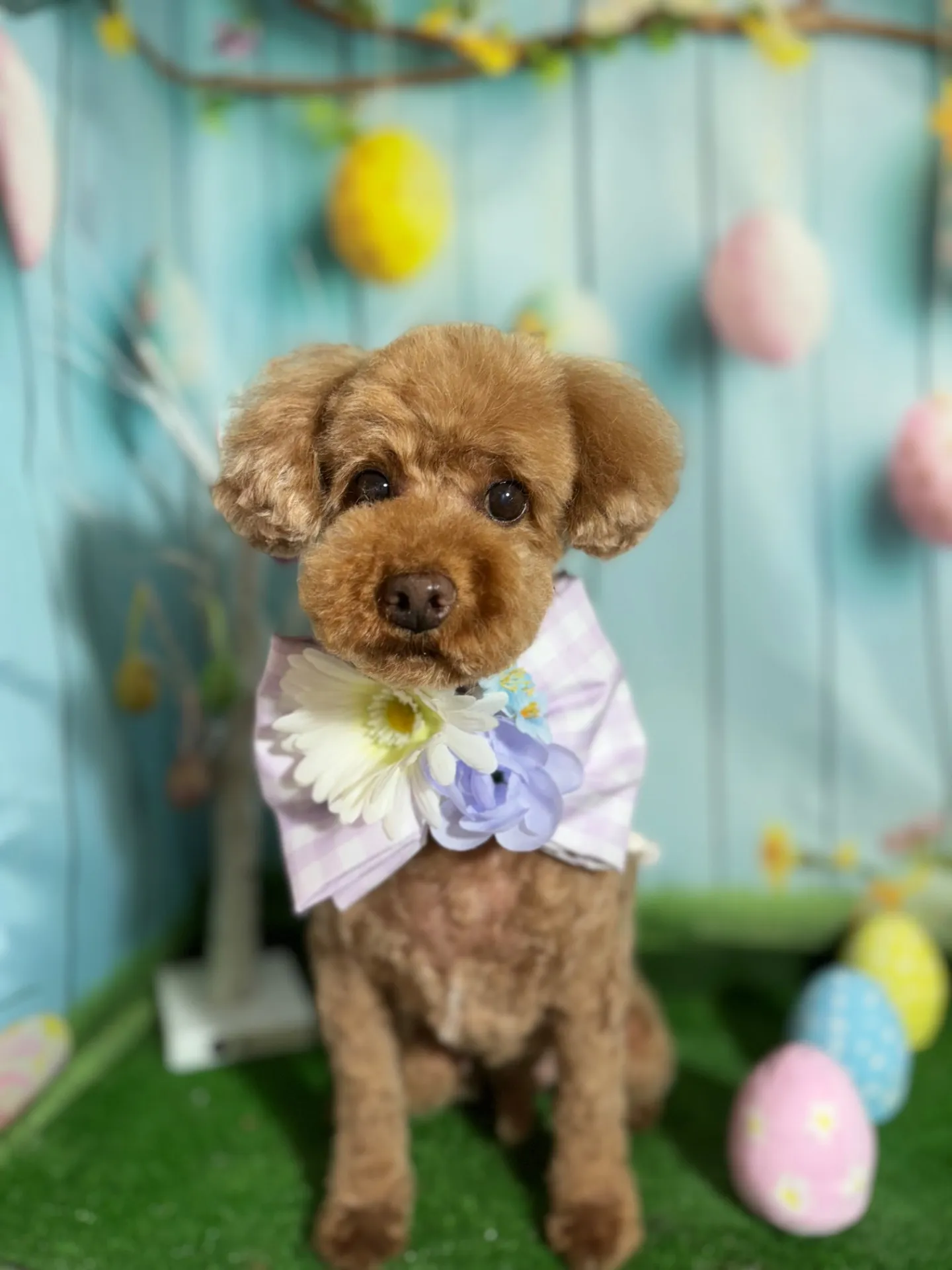 チャッピーくん