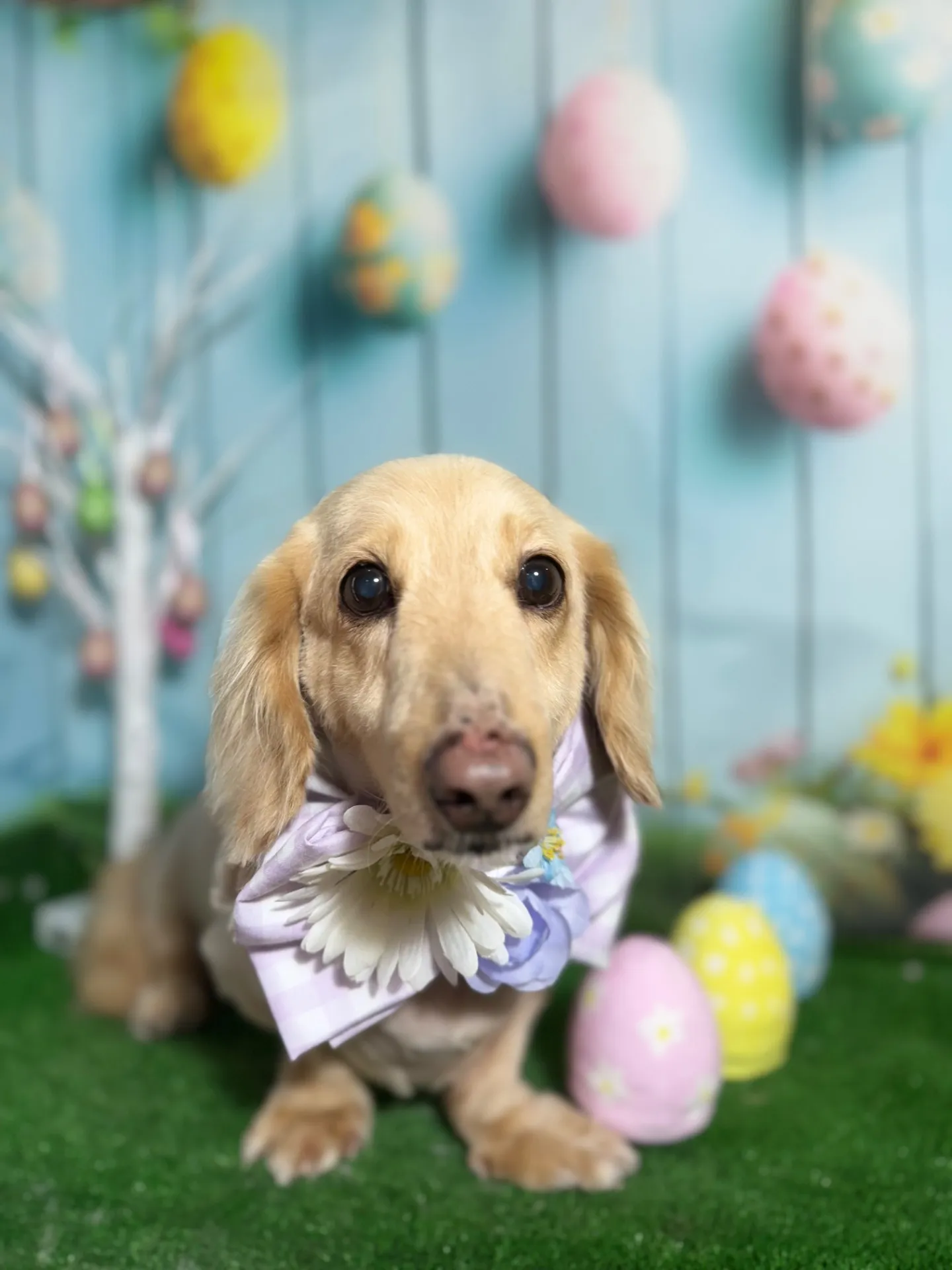 オオジロウくん