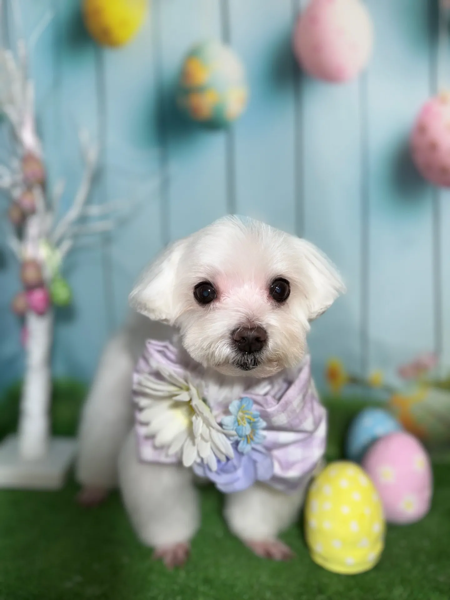 シェリーちゃん