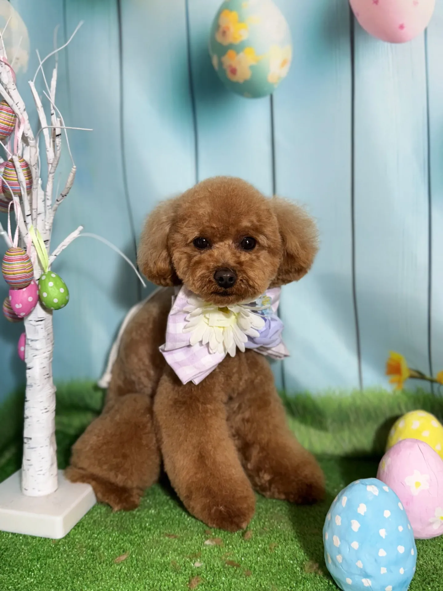 チャチャマルくん