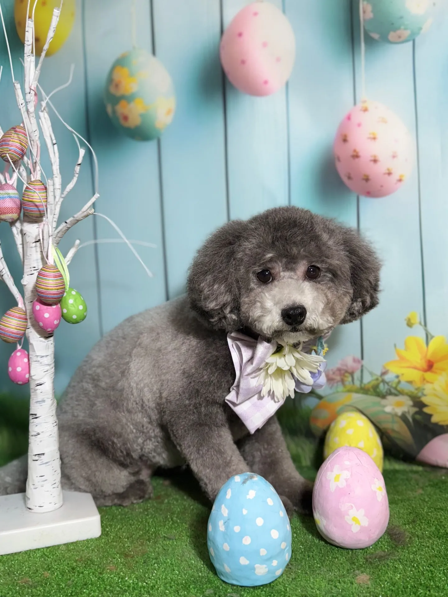 ギンナンちゃん