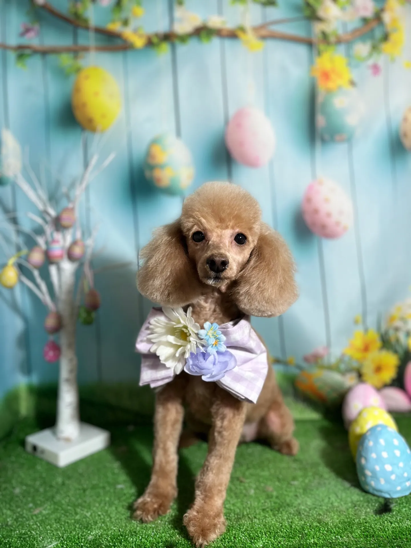 チャチャちゃん