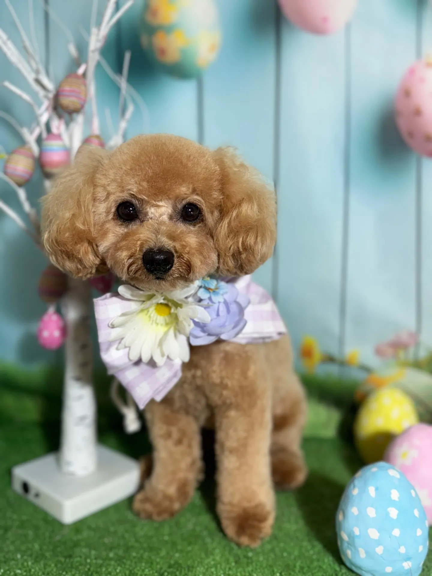 アンディちゃん