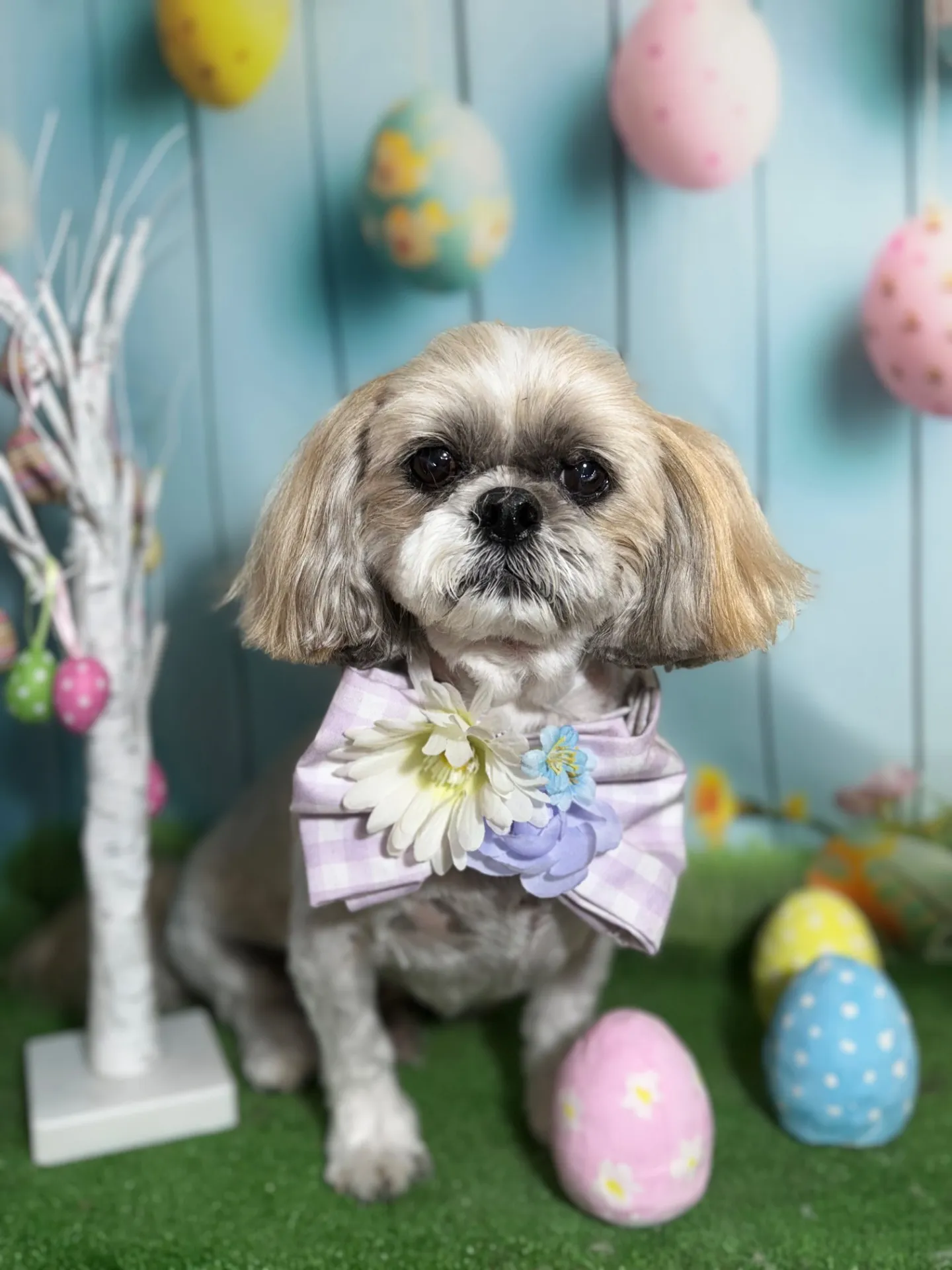 チャップリンくん