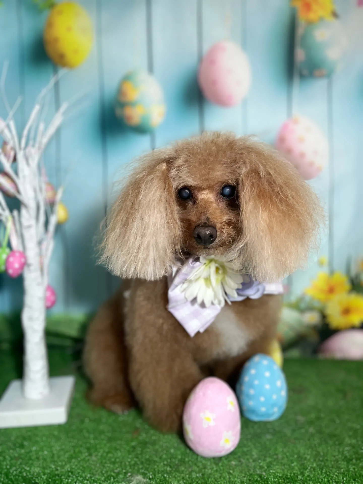 クッキーちゃん