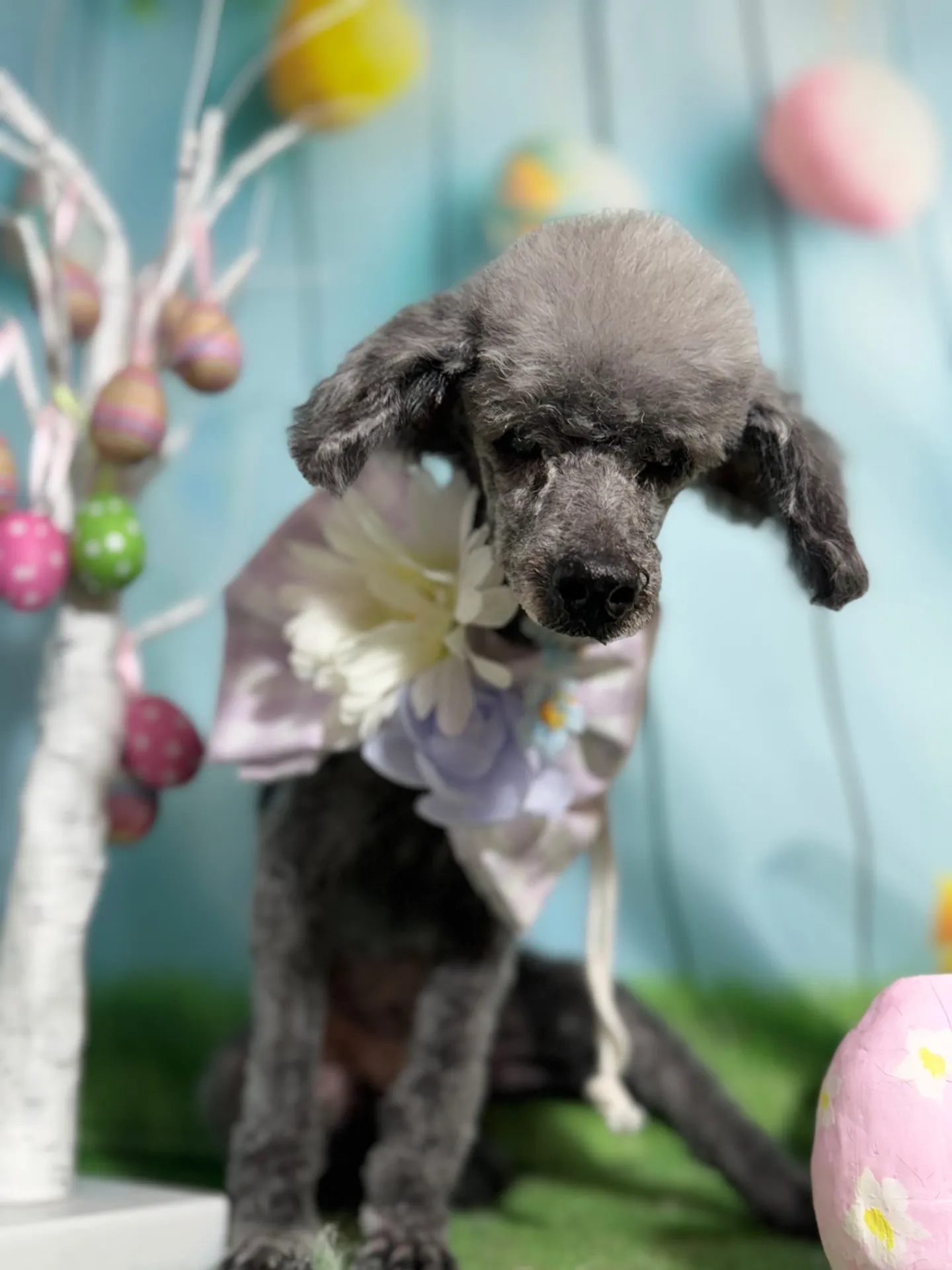 つぶあんちゃん