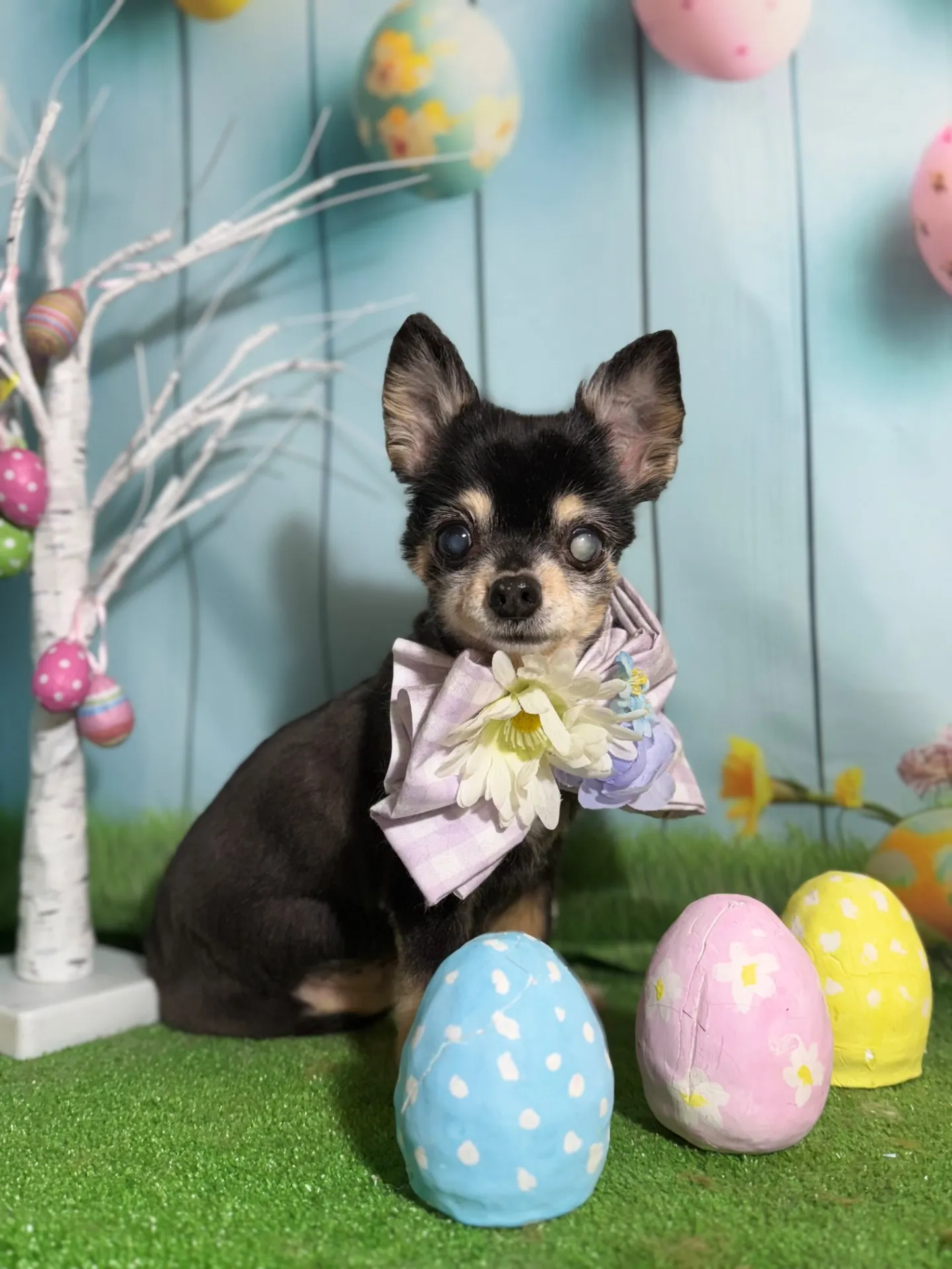 ティアラちゃん