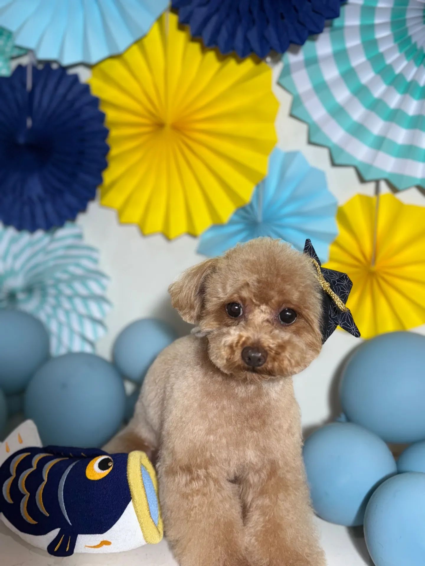 ビジューちゃん