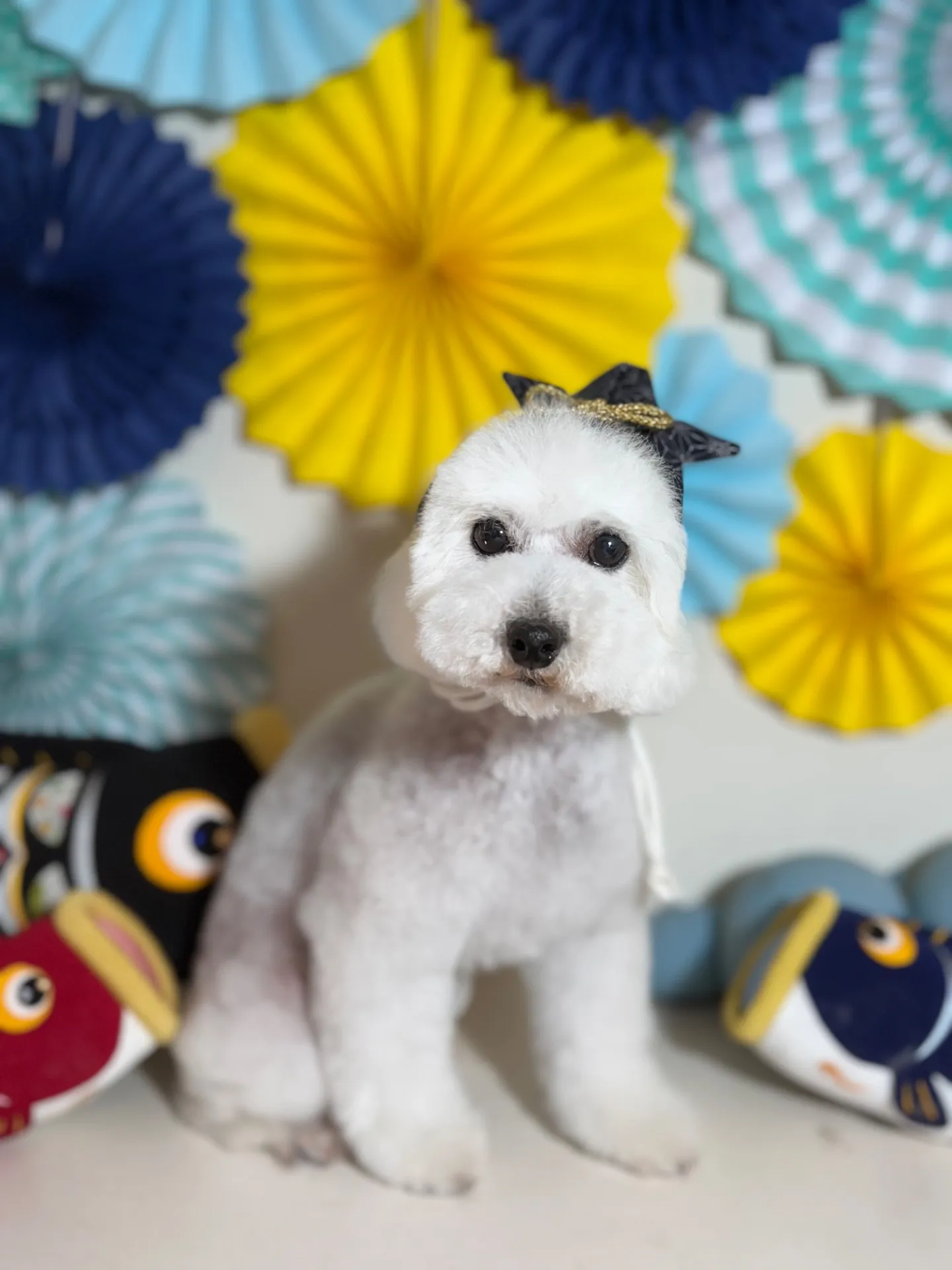 コットンちゃん