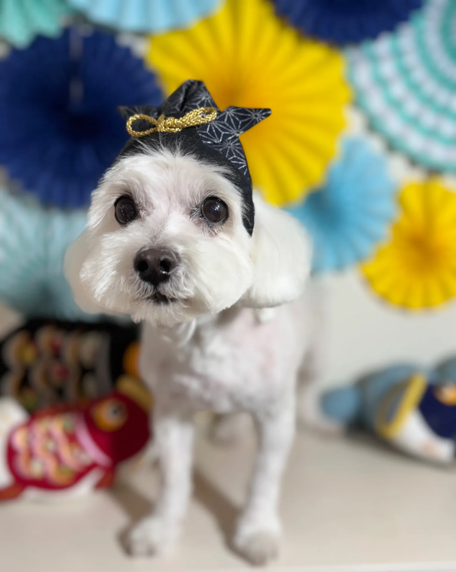 ティファニーちゃん