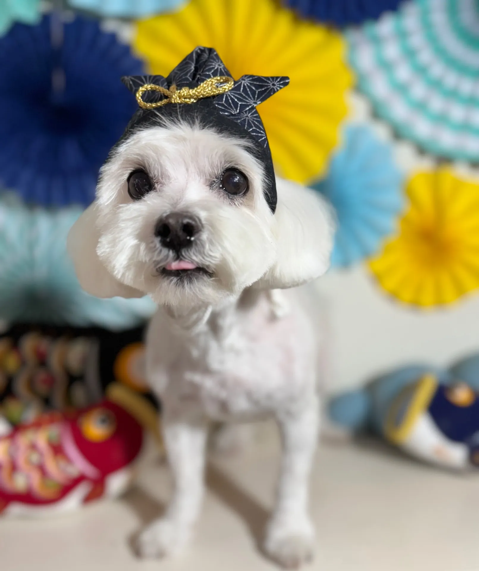 ティファニーちゃん