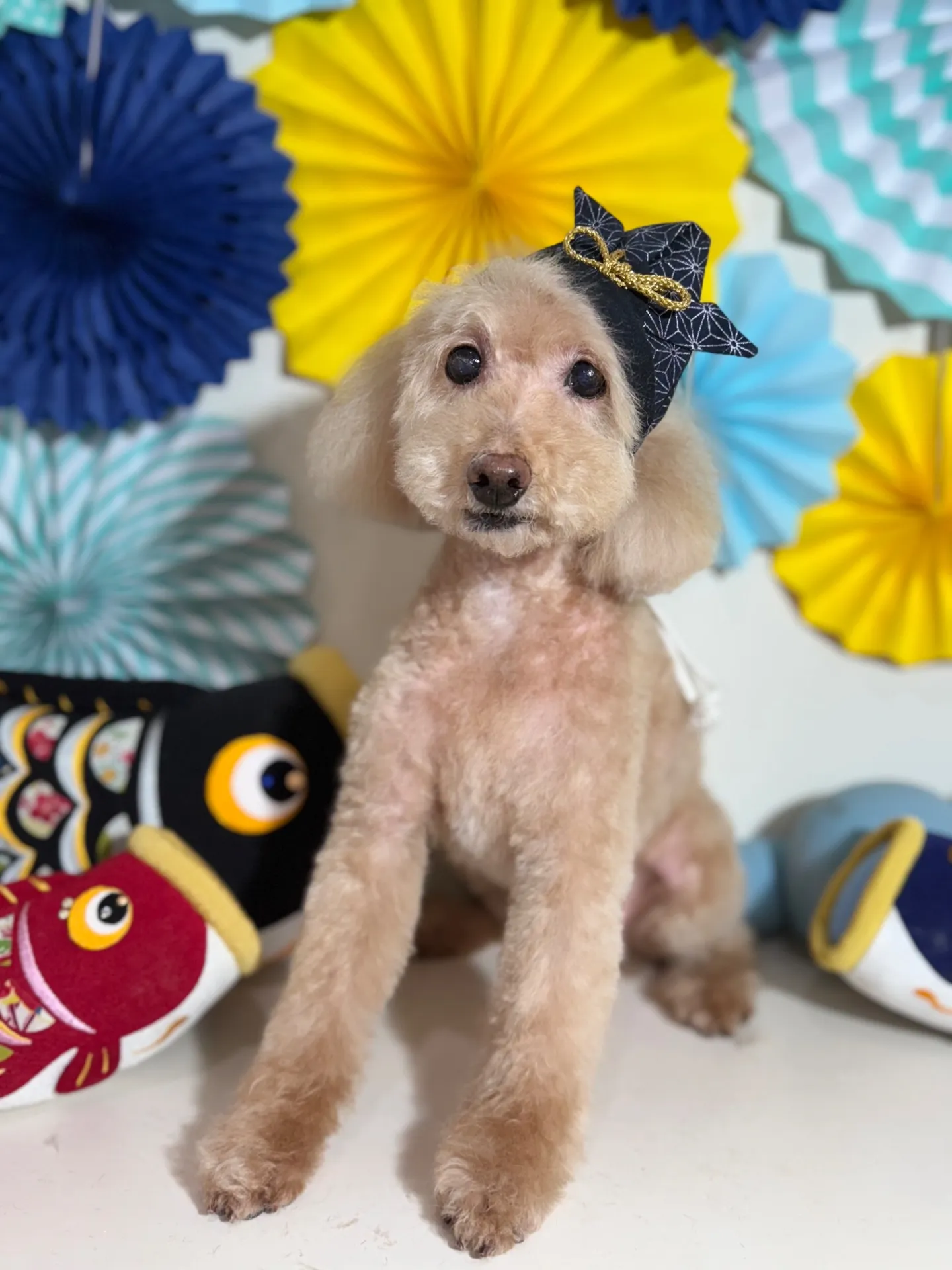 ティアラちゃん