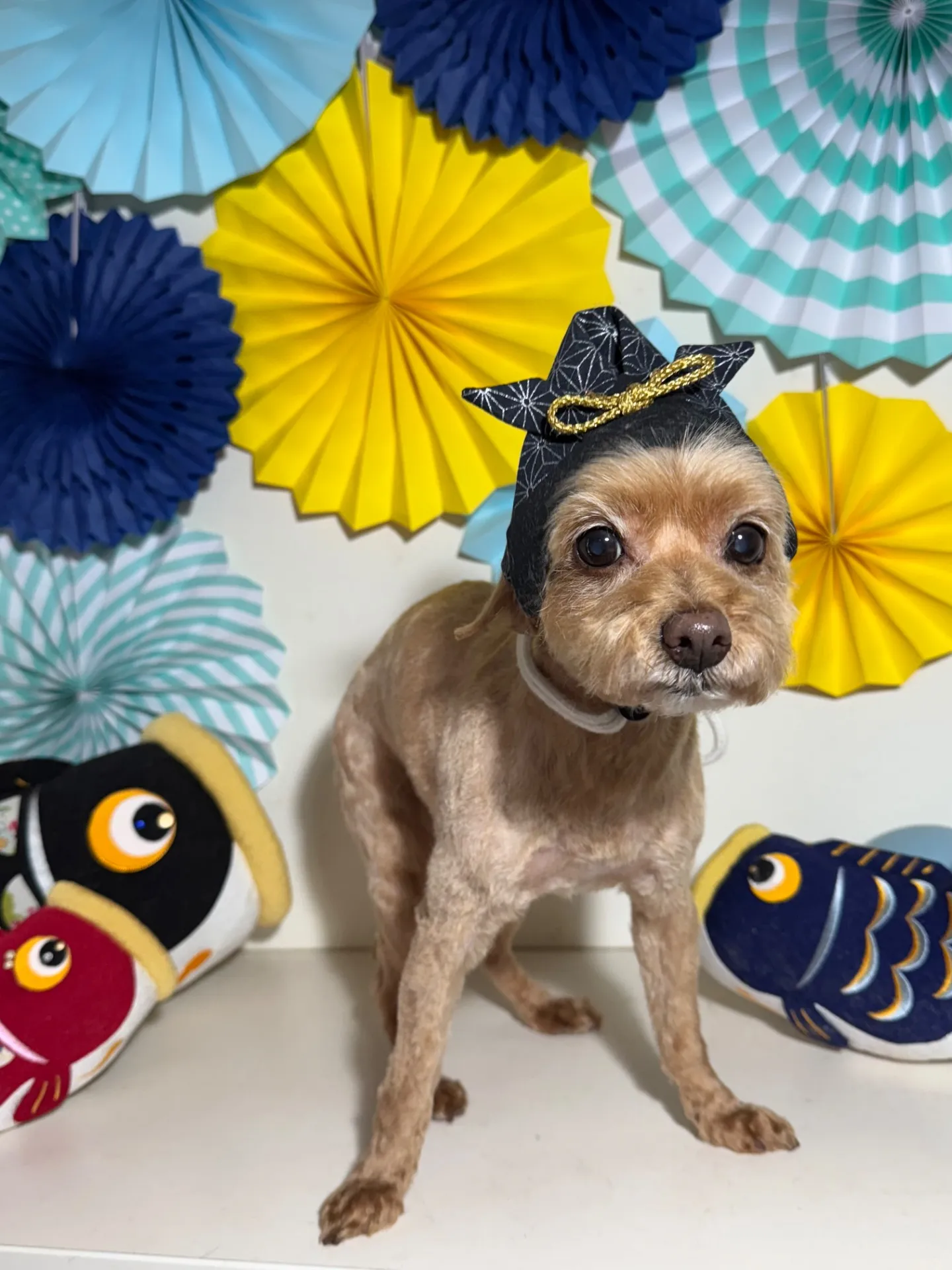 ティアラちゃん