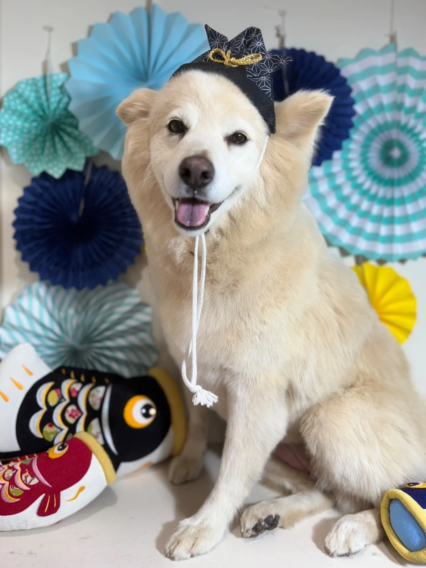 クリームちゃん