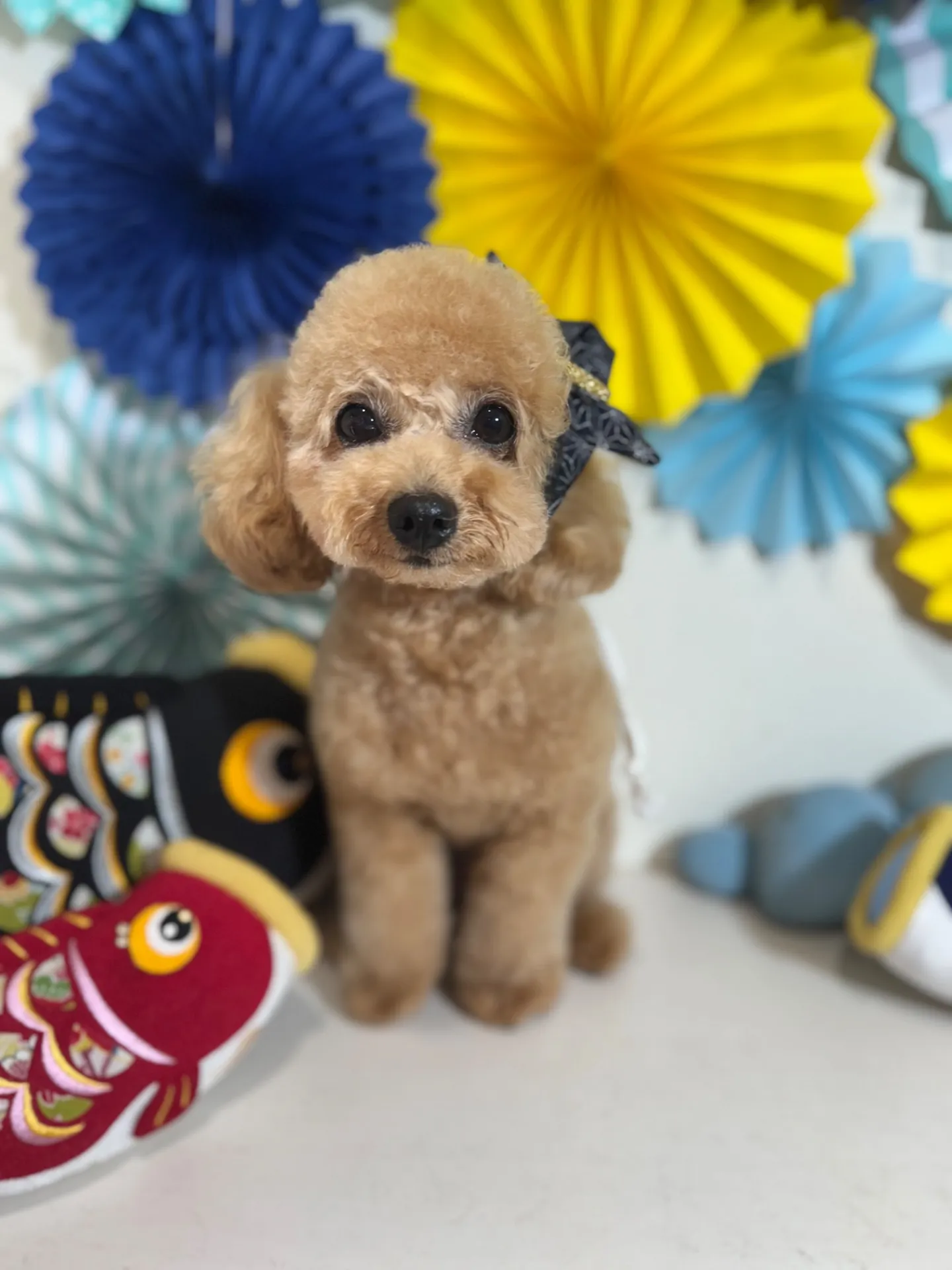 アンディちゃん