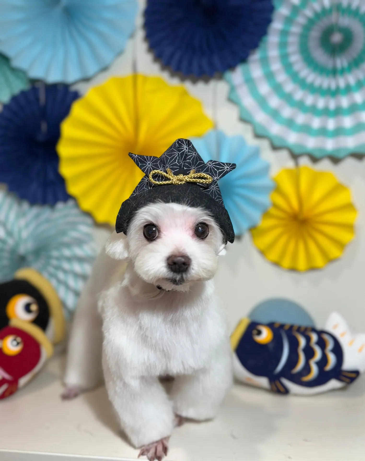 シェリーちゃん