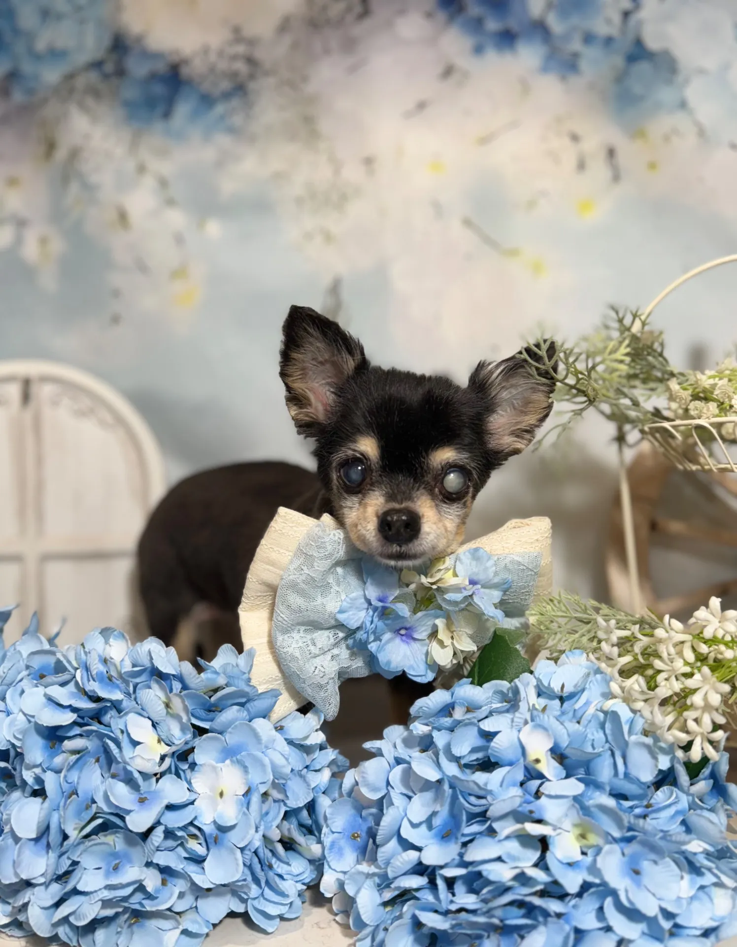 ティアラちゃん