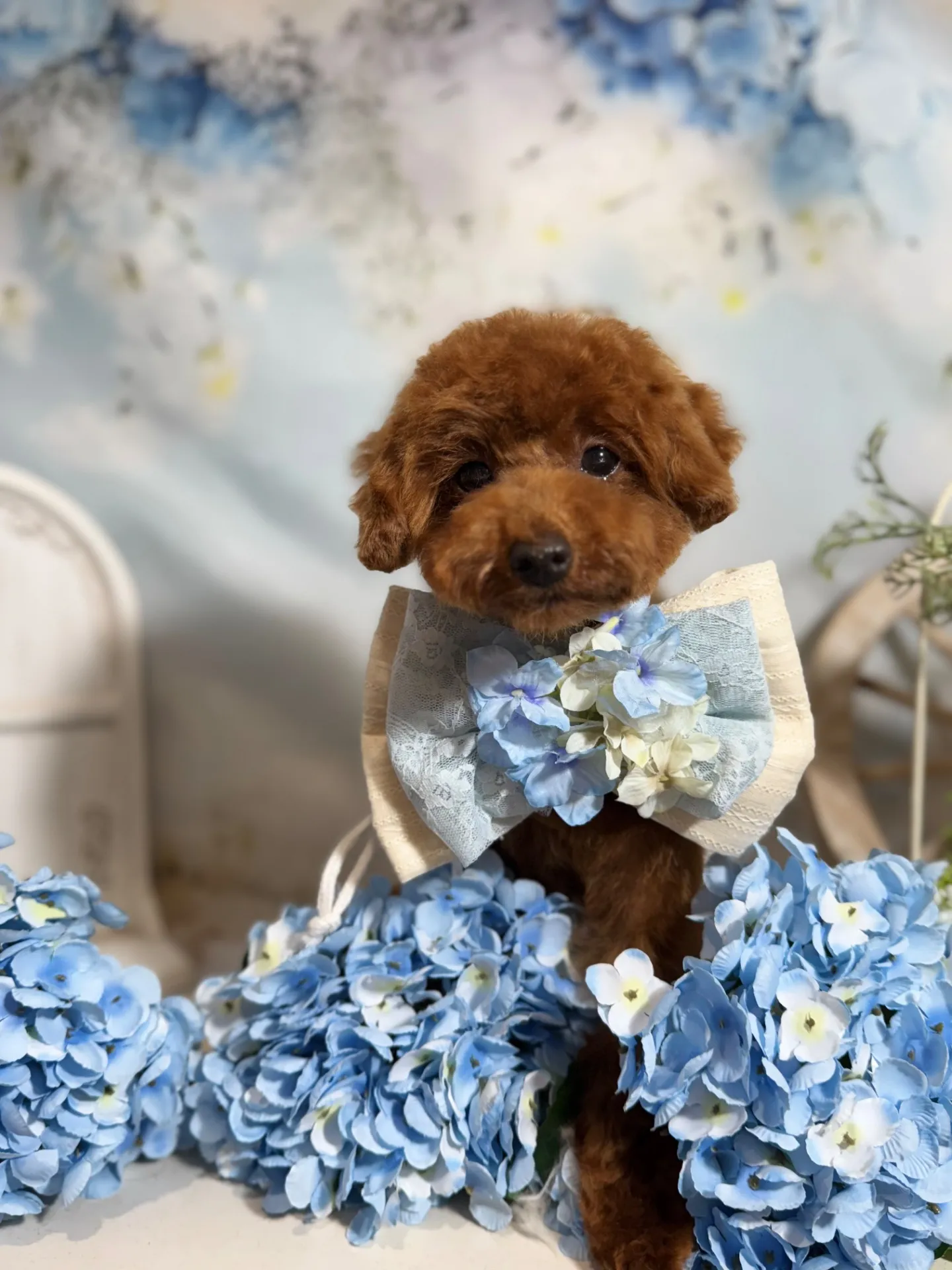 ハイビスカスちゃん